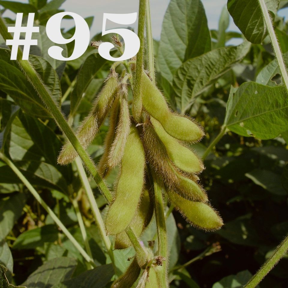 #95 - Soja - Saatgut impfen?