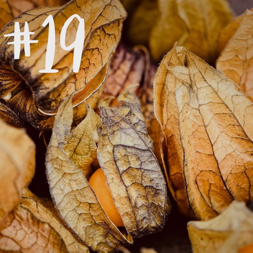 #19 - Physalis & Mais