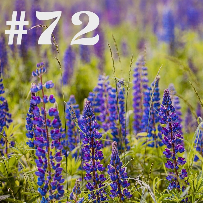 #72 - Pflanze der Stunde: Lupine