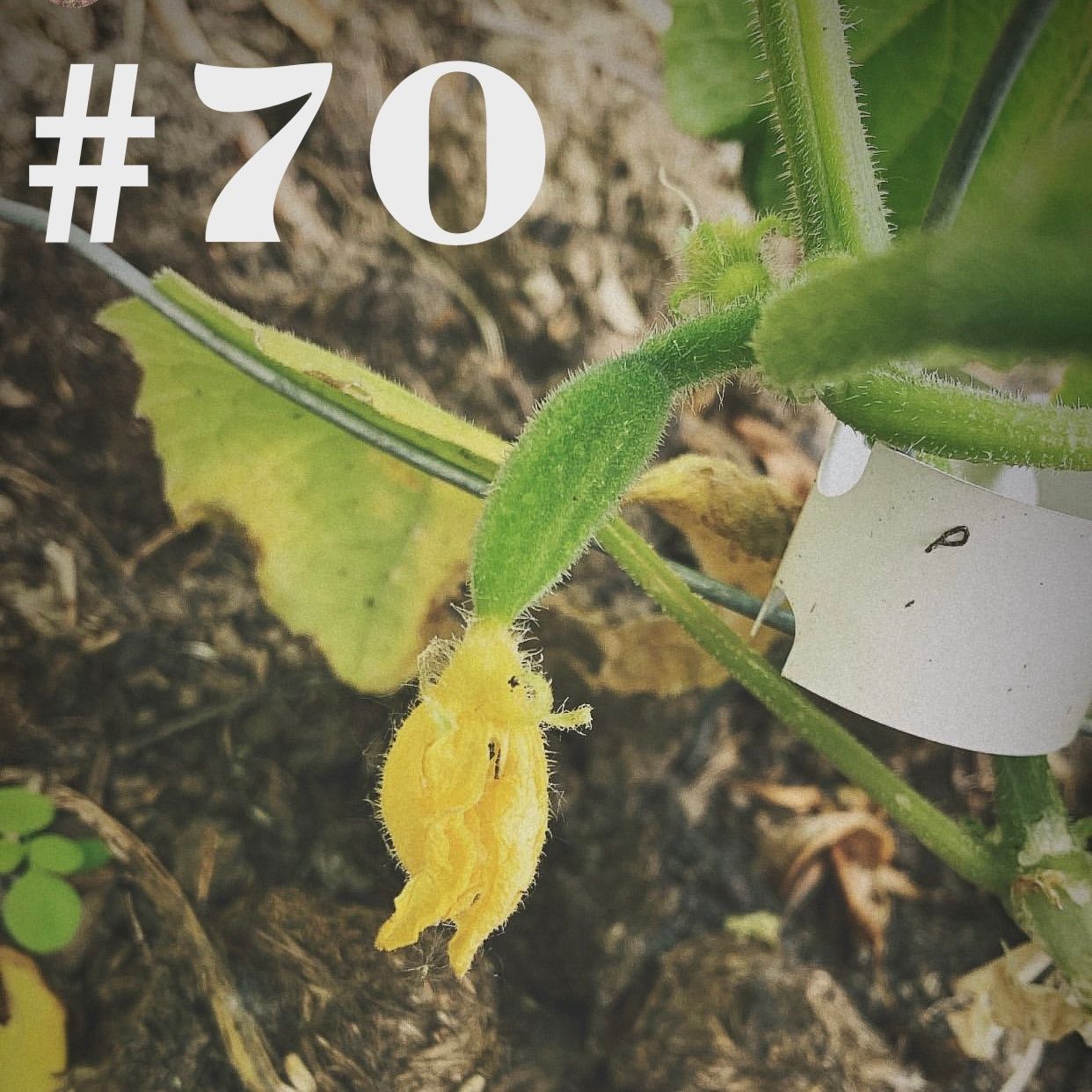 #70 - Gurken düngen & Knoblauchrost