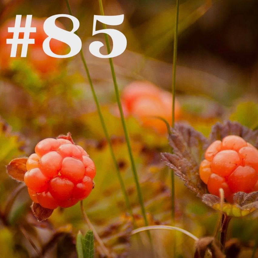 #85 - Moltebeere - das Gold Lapplands