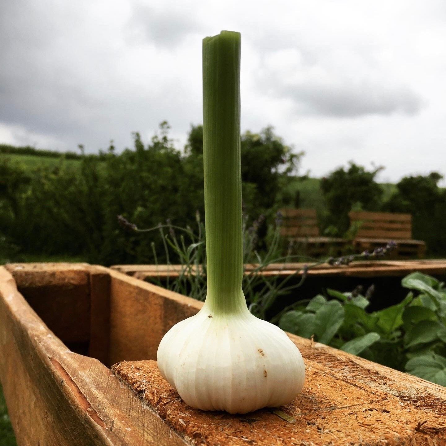 #6 - Knoblauch, Bete & Beete
