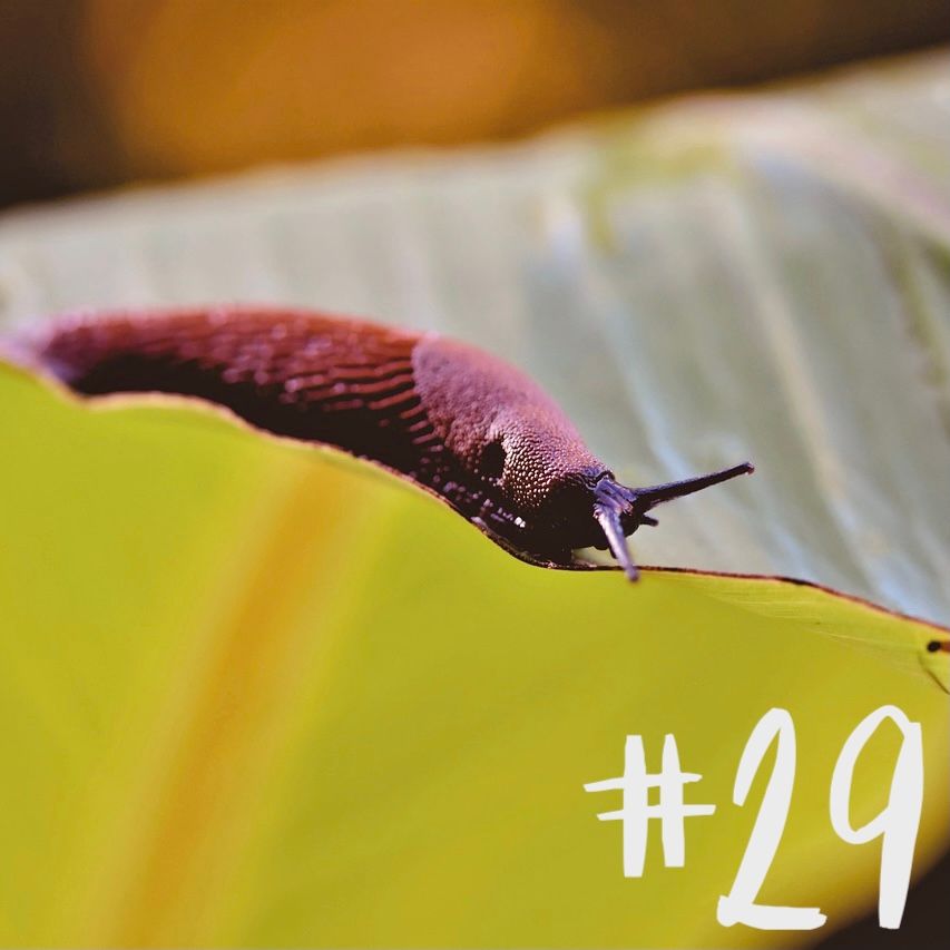 #29 - Thema der Stunde: Nacktschnecken