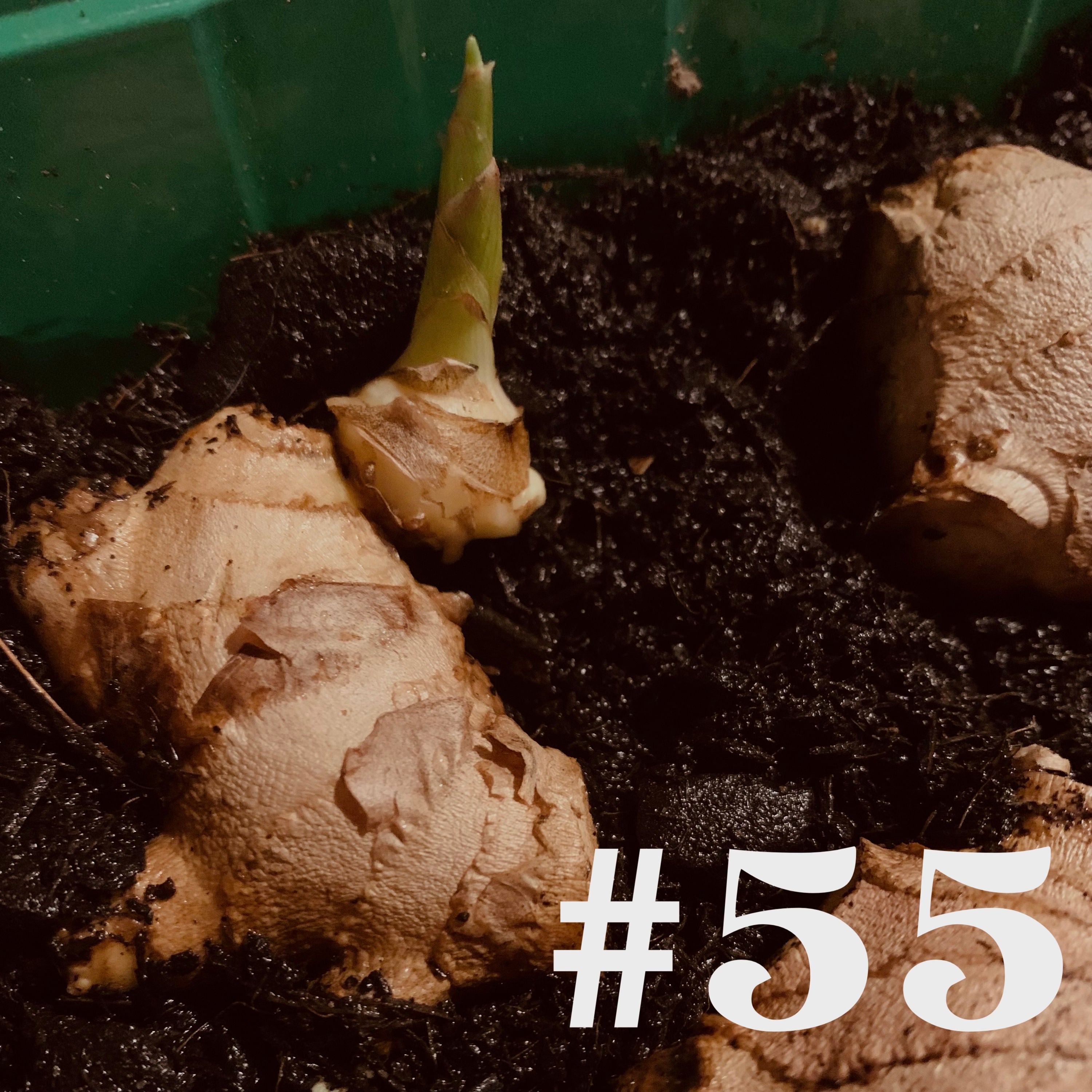 #55 - Brunnenkresse & Ingwer