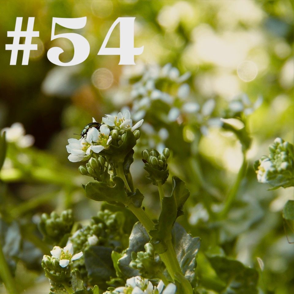 #54 - Limabohne & Löffelkraut