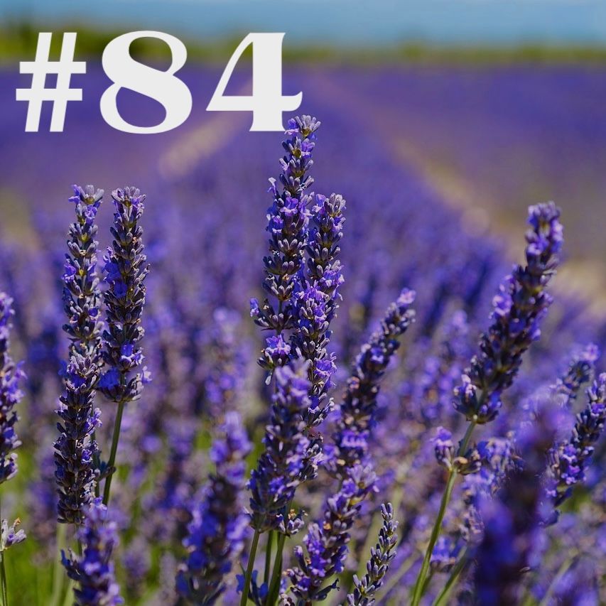 #84 - Lavendel - Lila Laune