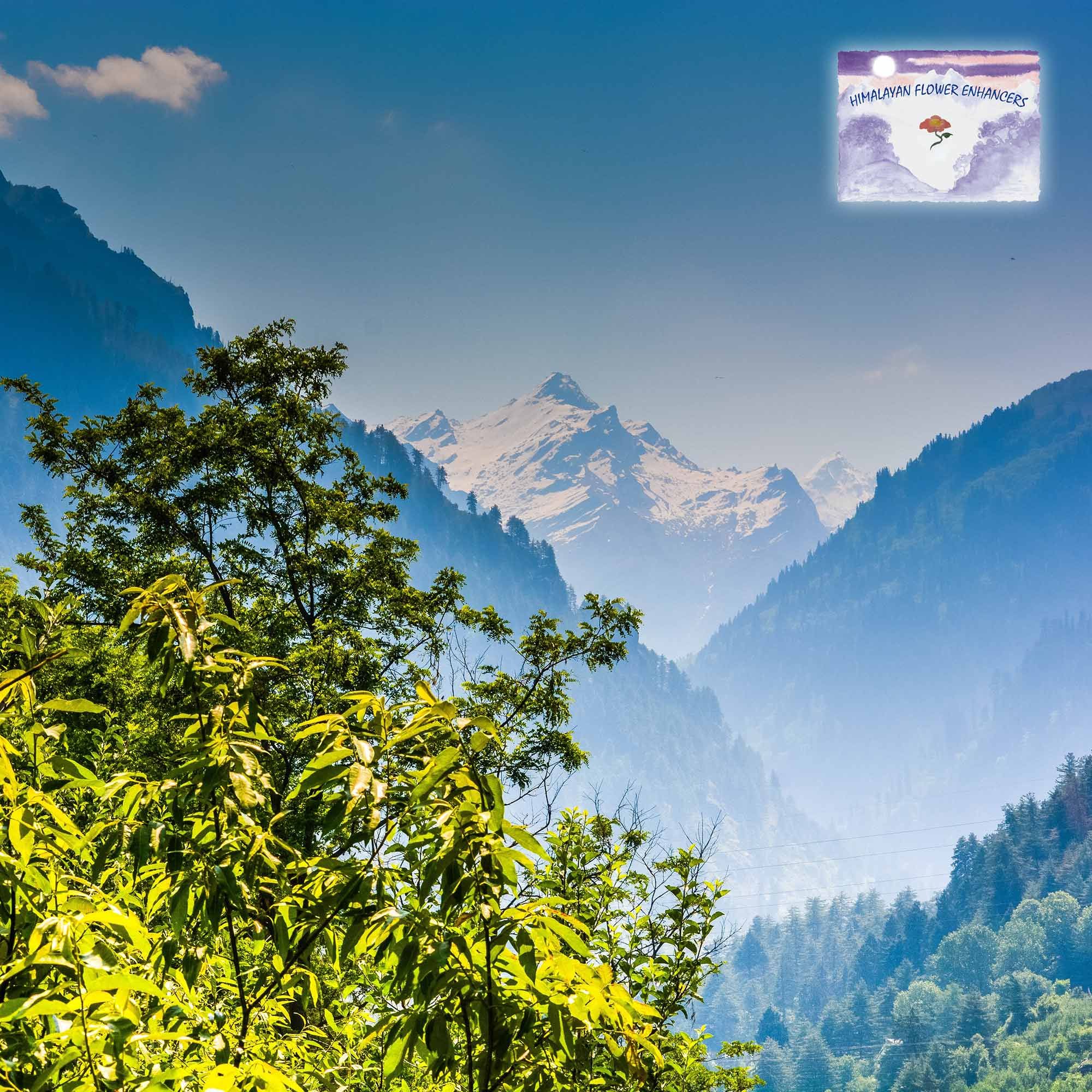 Die Geschichte der Himalayan Flower Enhancers