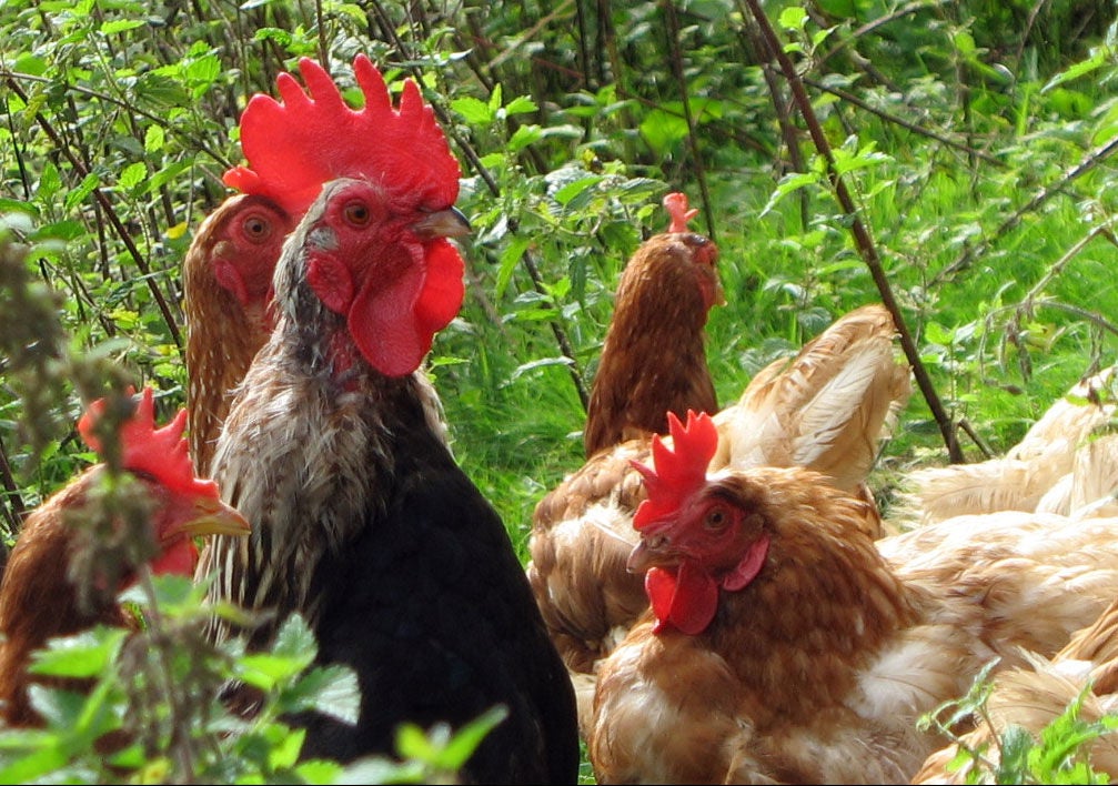 Gentechniker züchten Hühner mit Tofugeschmack, um Vegetariermarkt zu erobern