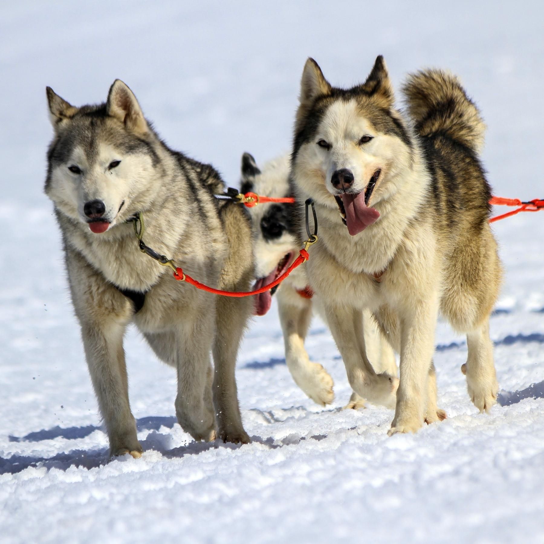 Schlittenhunde - Abenteurer auf vier Pfoten