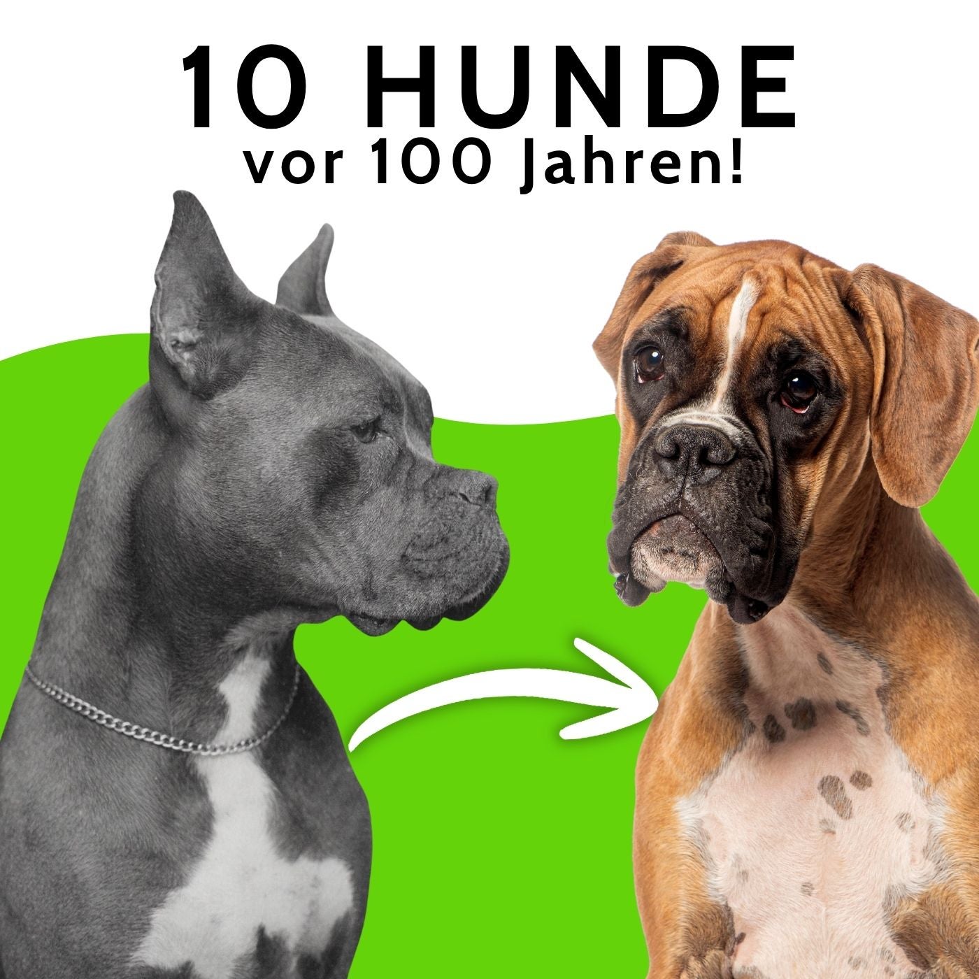 10 Hunderassen im Vergleich: Was 100 Jahre Zucht verändert haben