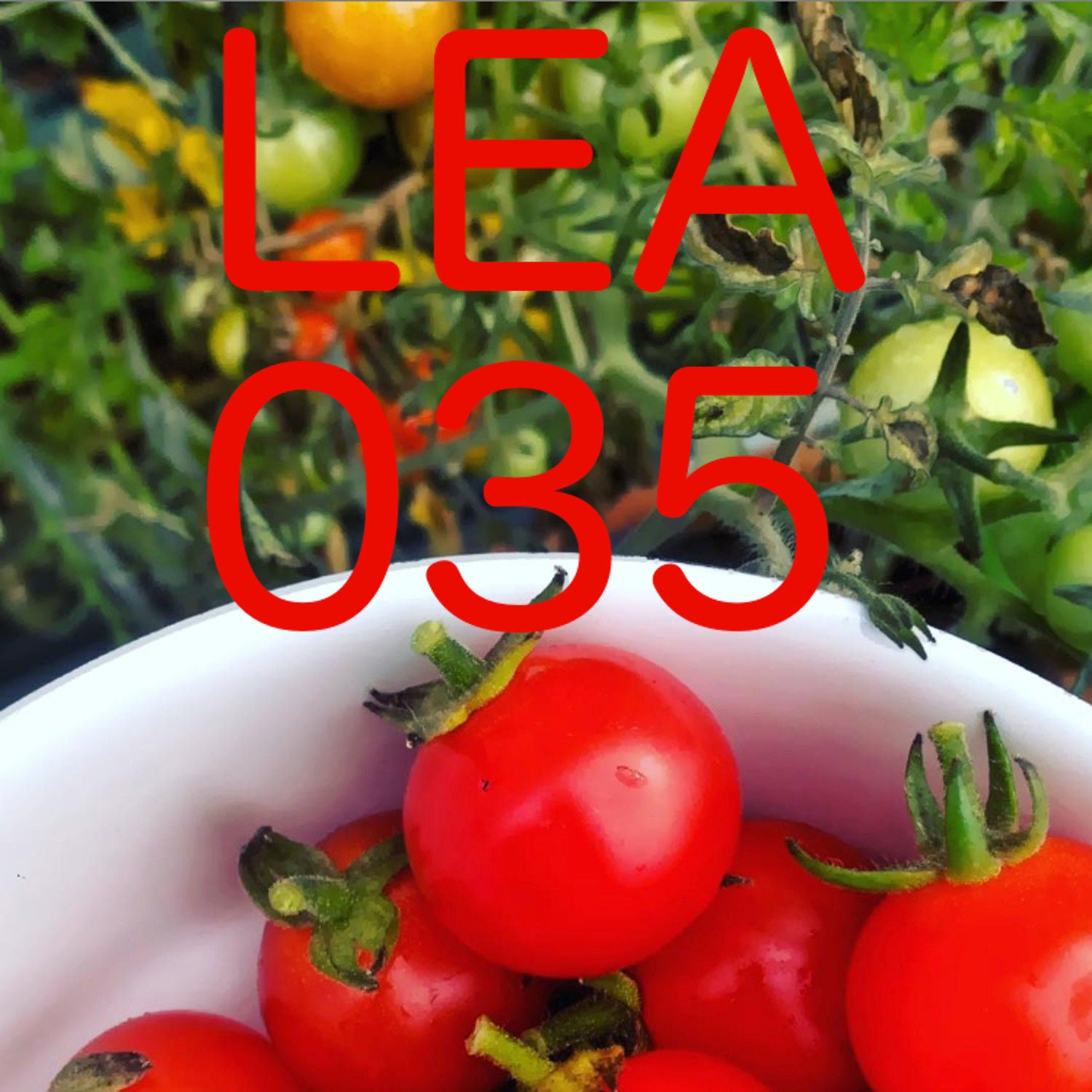 Episode #35: Zweimal Vollobst