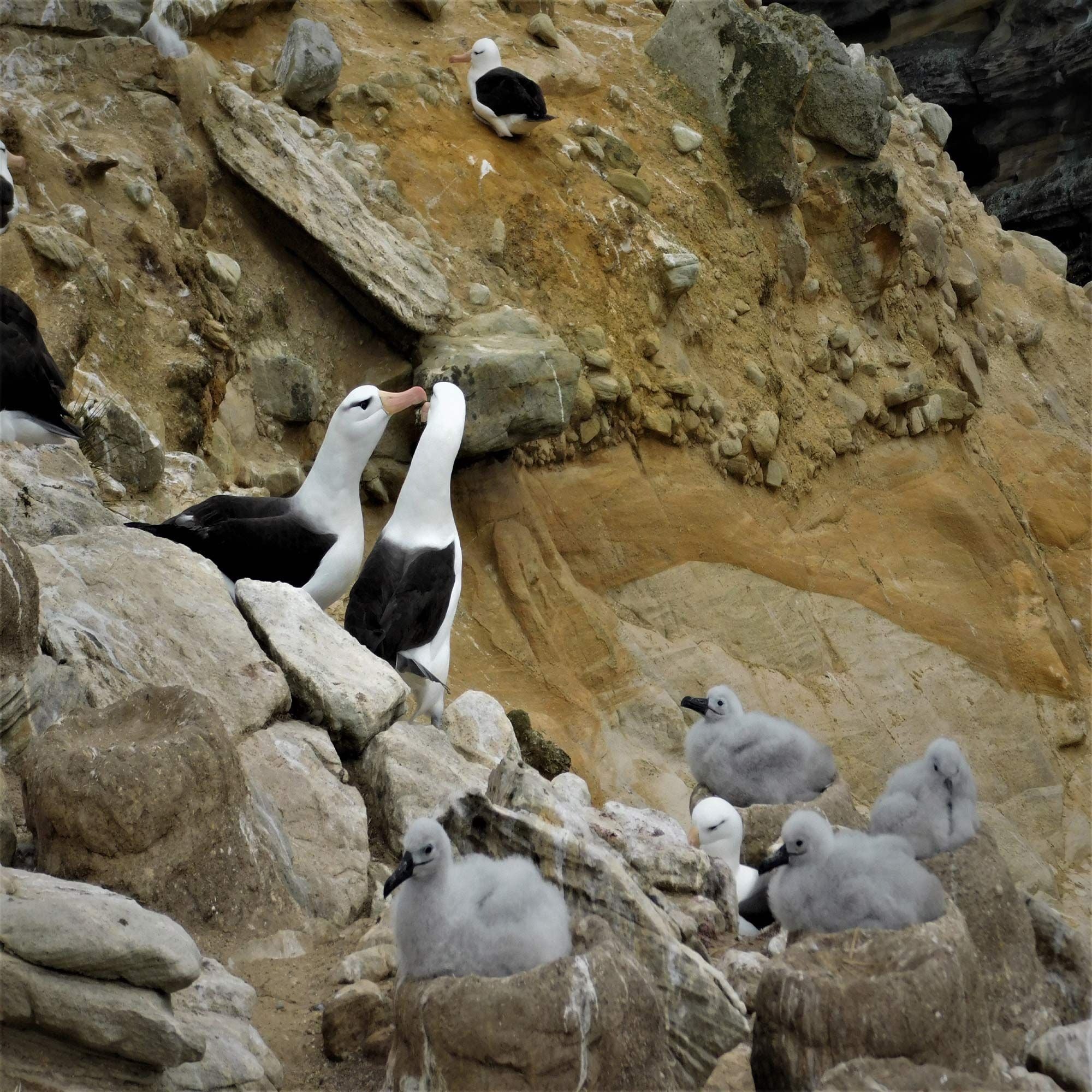 Fliegen wie ein Albatros