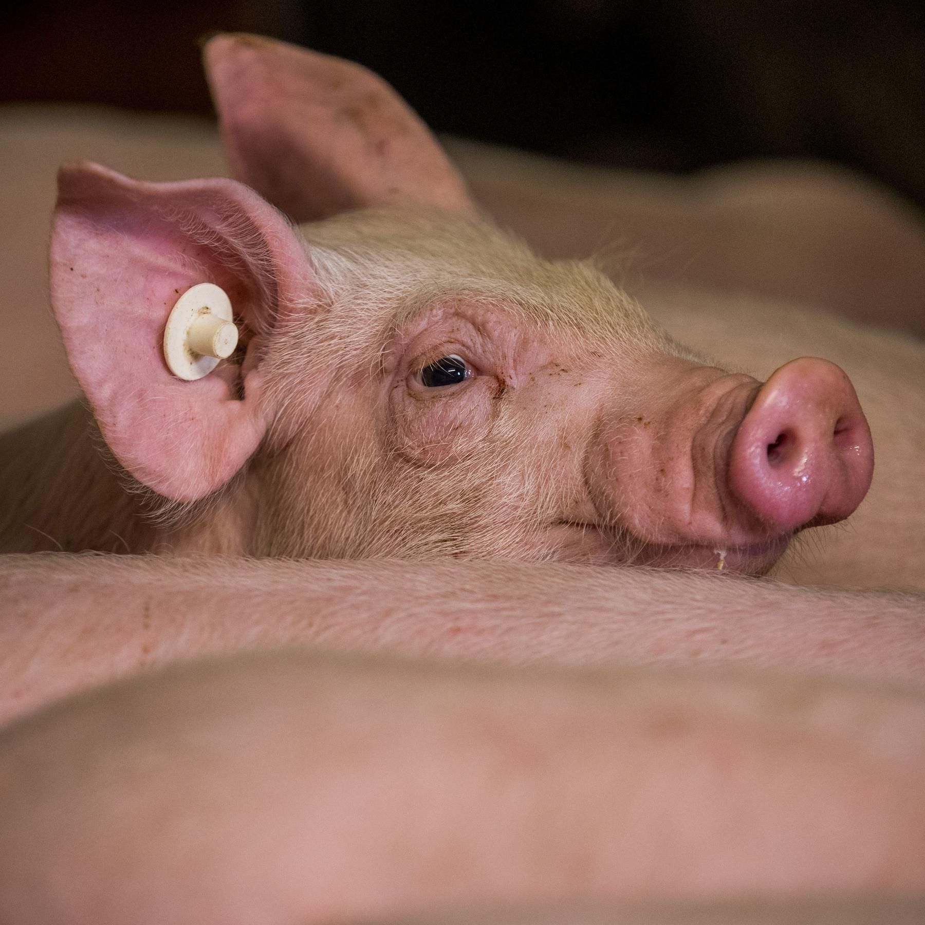 Macht euch die Tiere untertan? - Von der Domestikation zur Massenproduktion