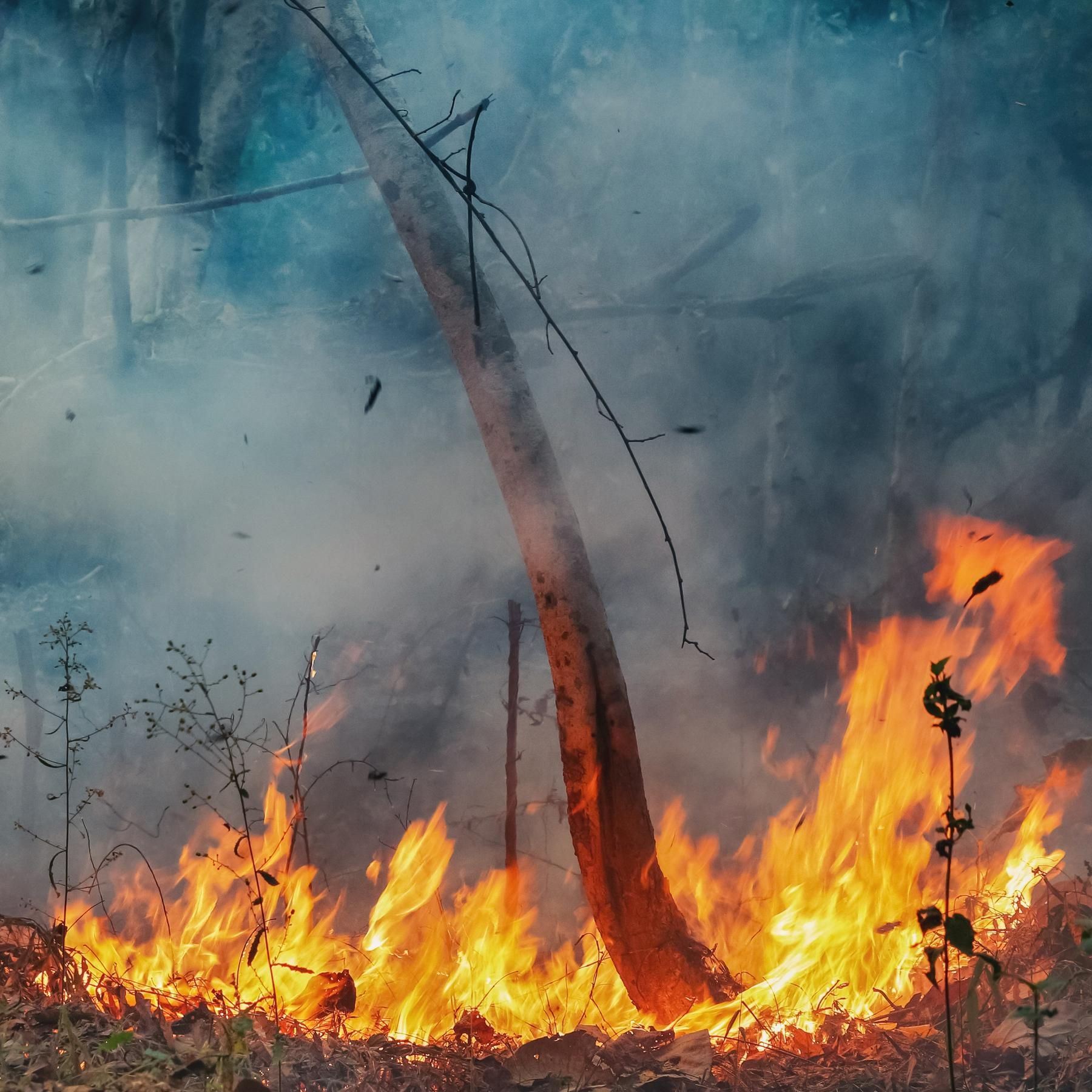 Feuer weltweit - Der "normale" Ausnahmezustand