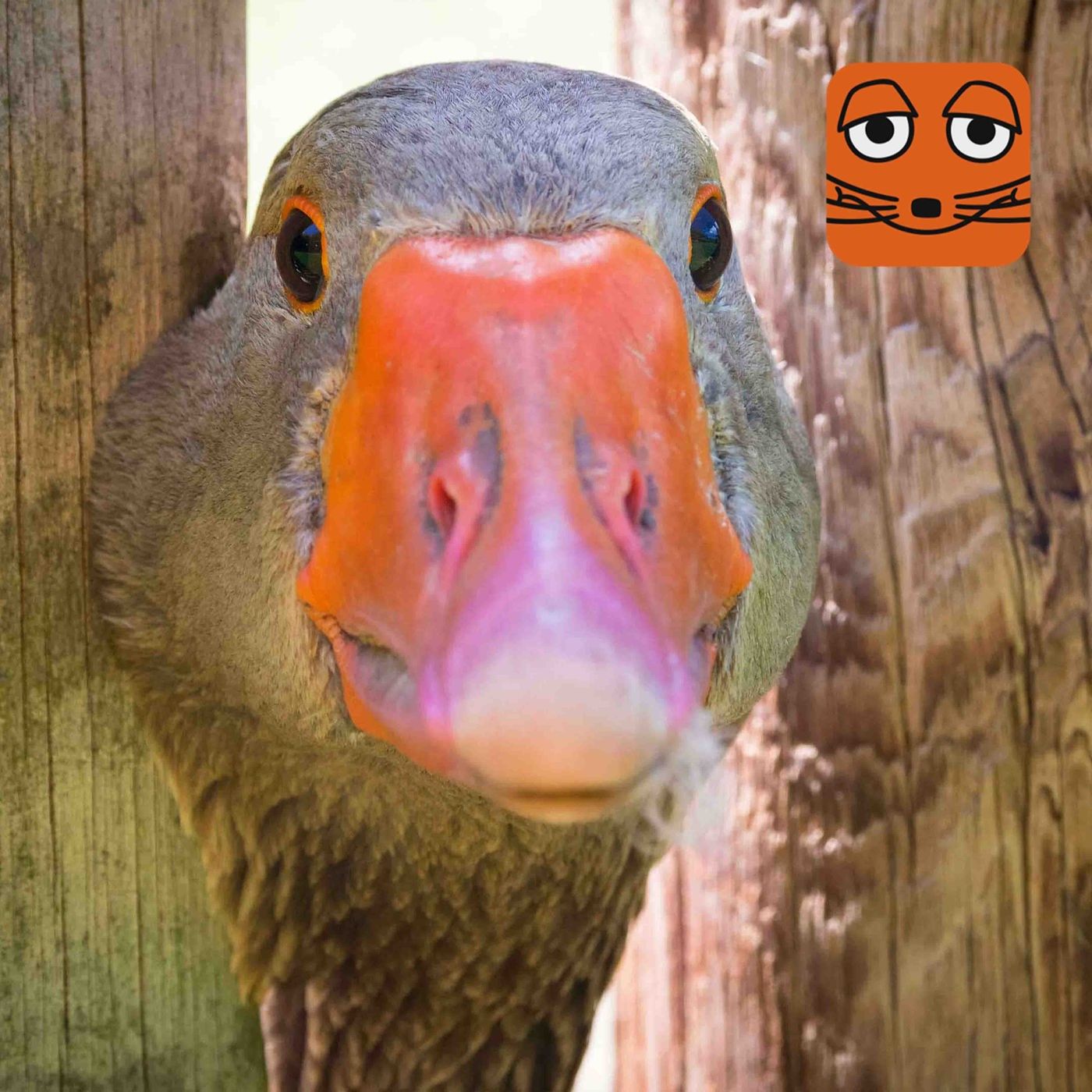 Der verschwundene Weihnachtsbraten (1/2): Kinder retten Karpfen