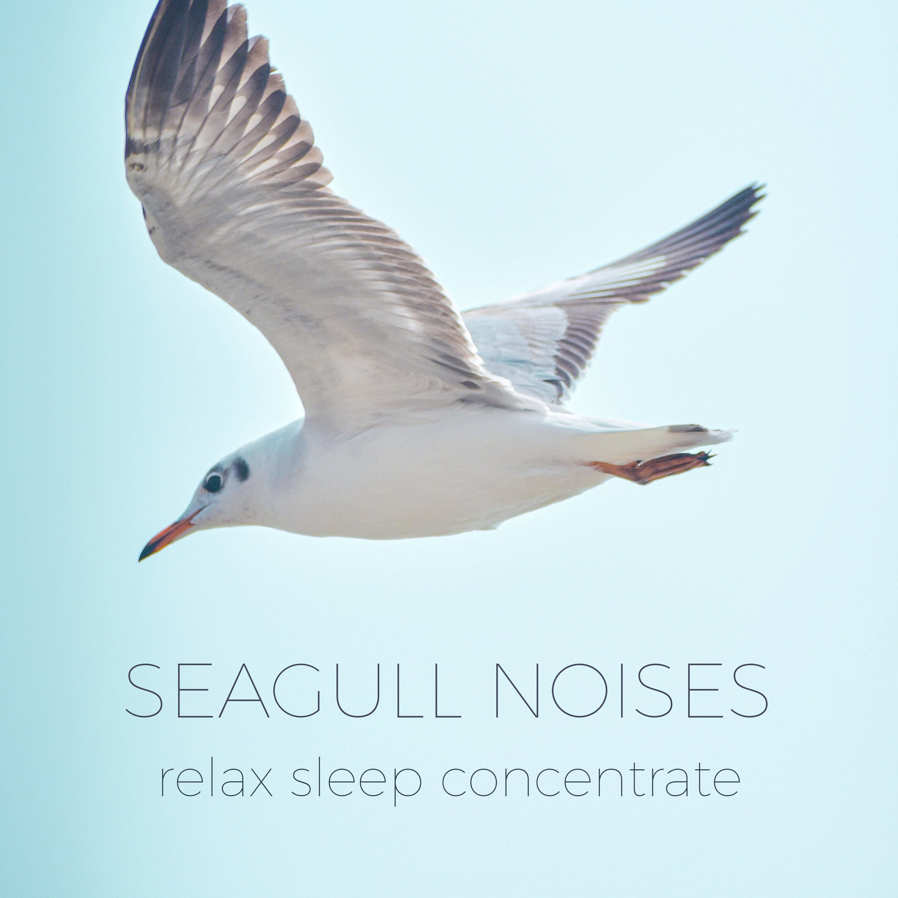 Seagulls in Sunset Noises | Noises for better sleep, relaxing, focus time & baby soothe