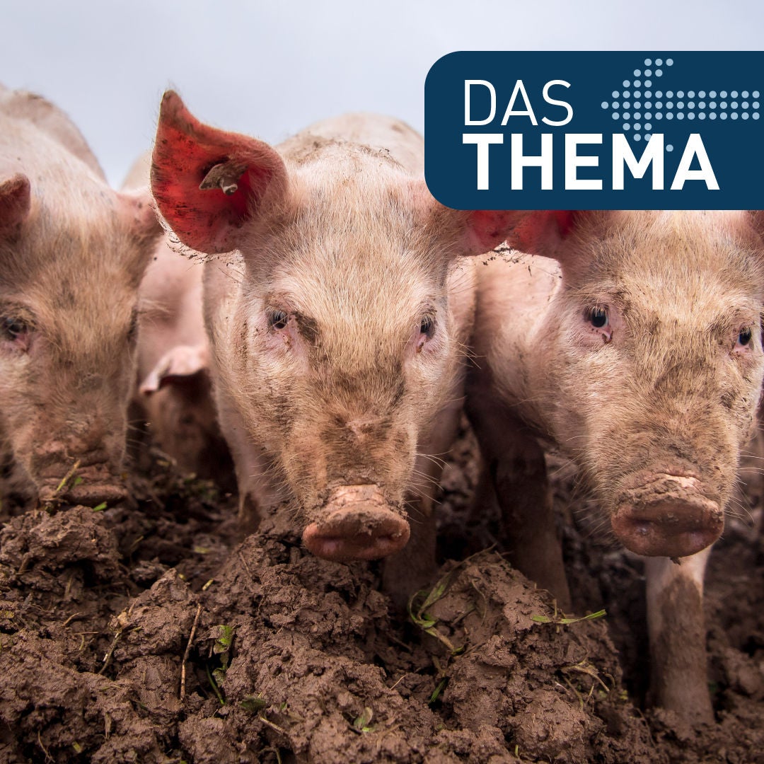 Saugefährlich – Die Afrikanische Schweinepest in Hessen