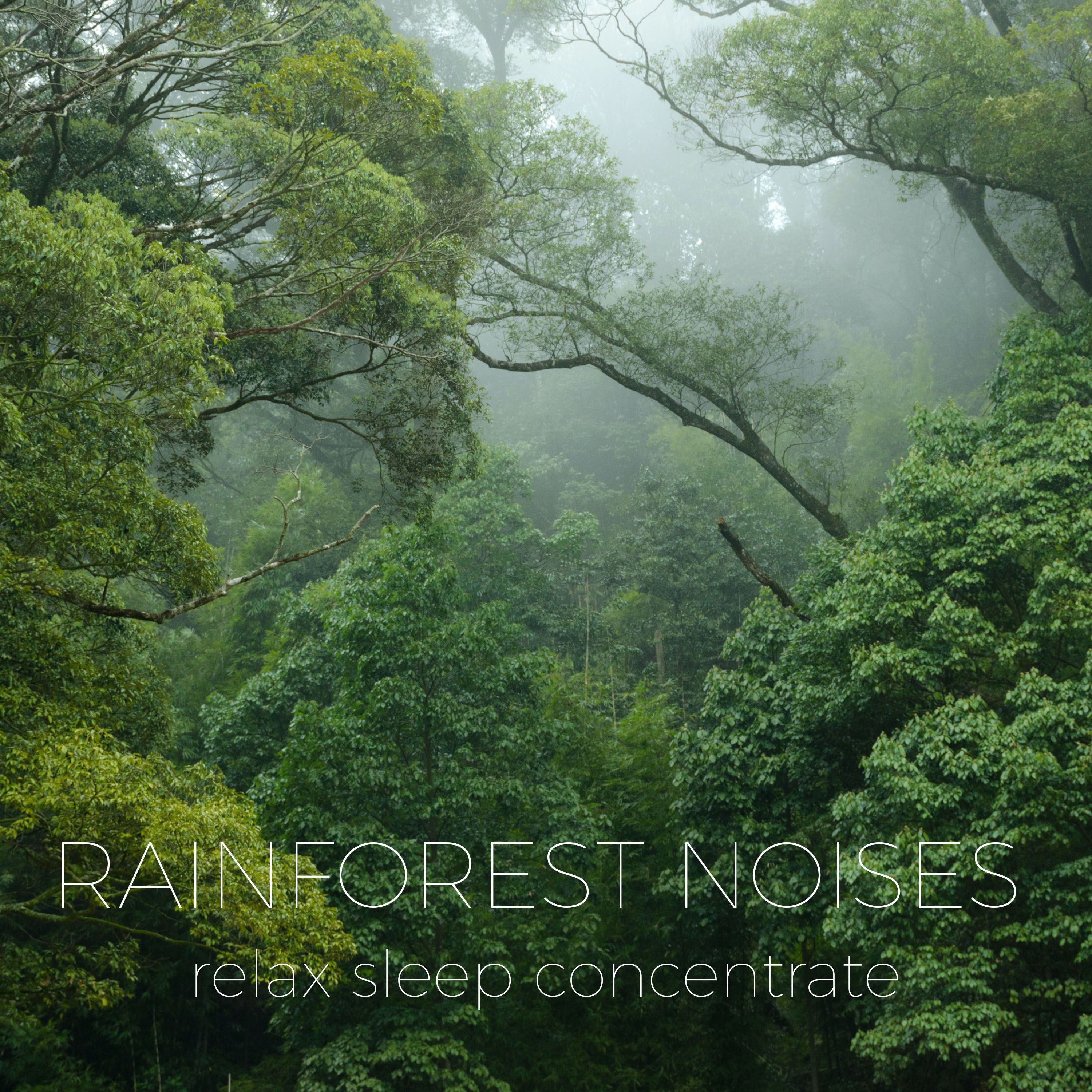 Rainforest Ambient Noise | Noises for better sleep, relaxing, focus time & baby soothe