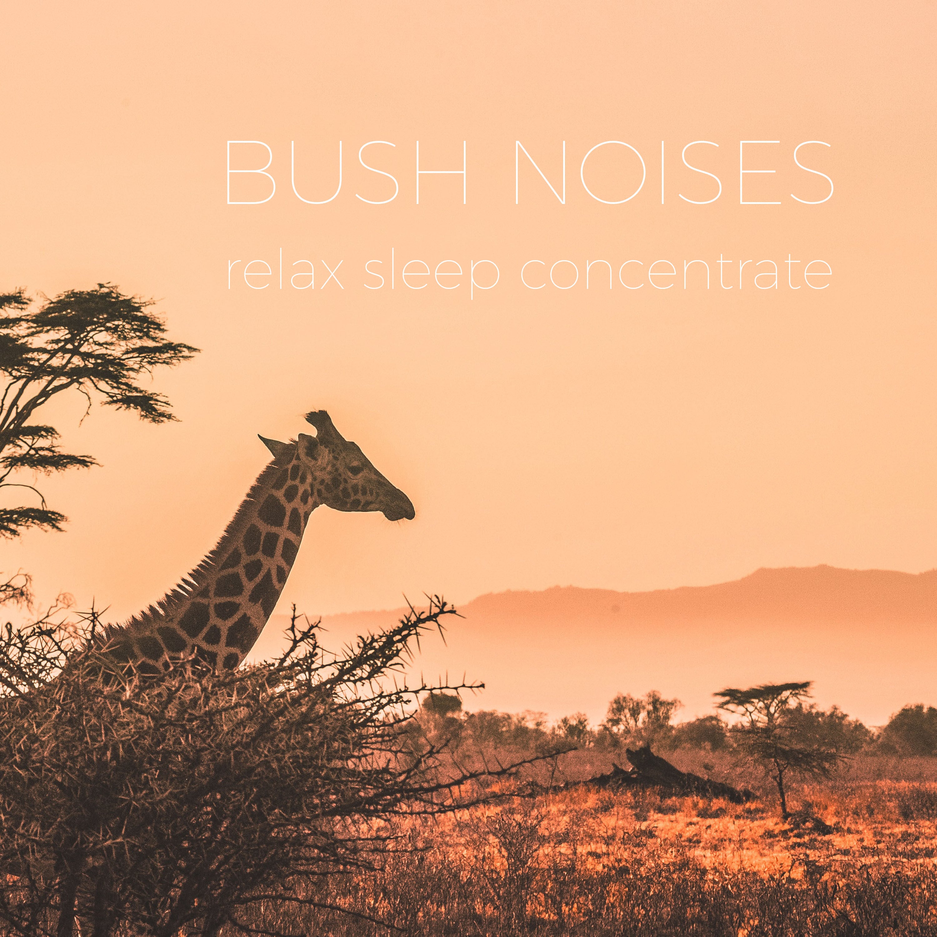 African Bush Noise | Noises for better sleep, relaxing, focus time & baby soothe