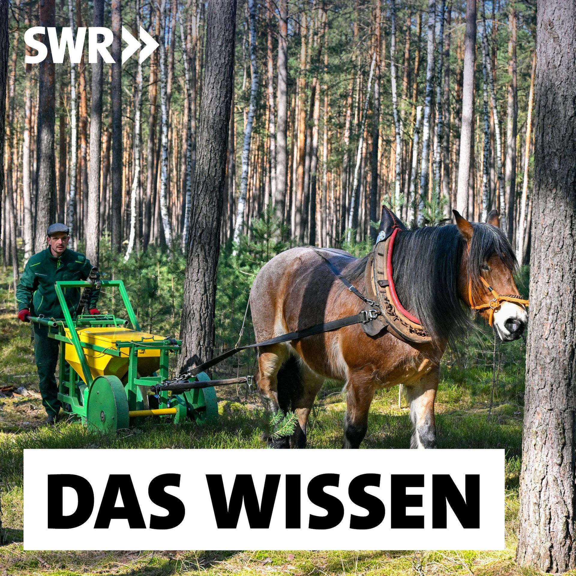 Den Wald klimaresistent machen – Was Forscher und Förster tun