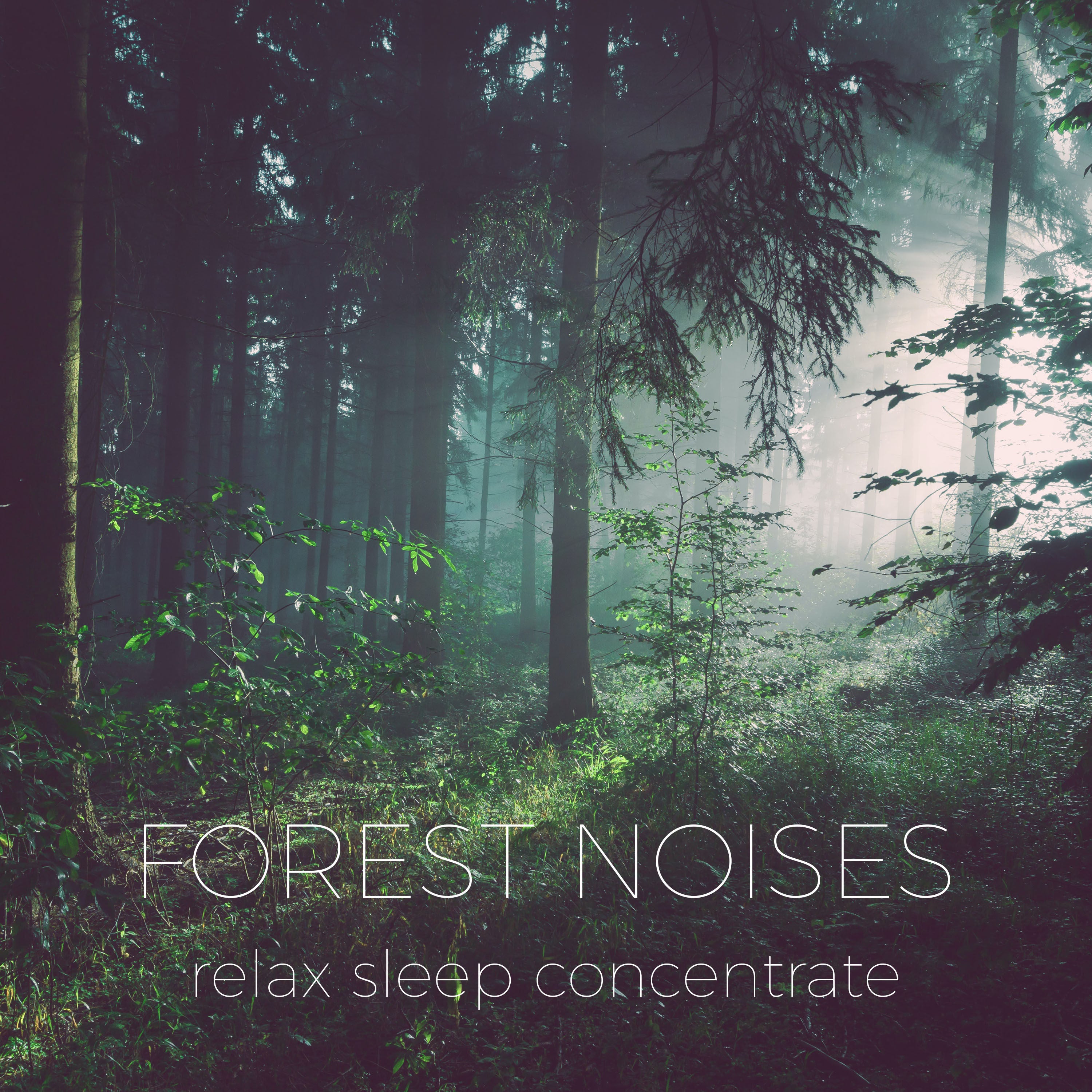 Windy Forest Noise | Noises for better sleep, relaxing, focus time & baby soothe