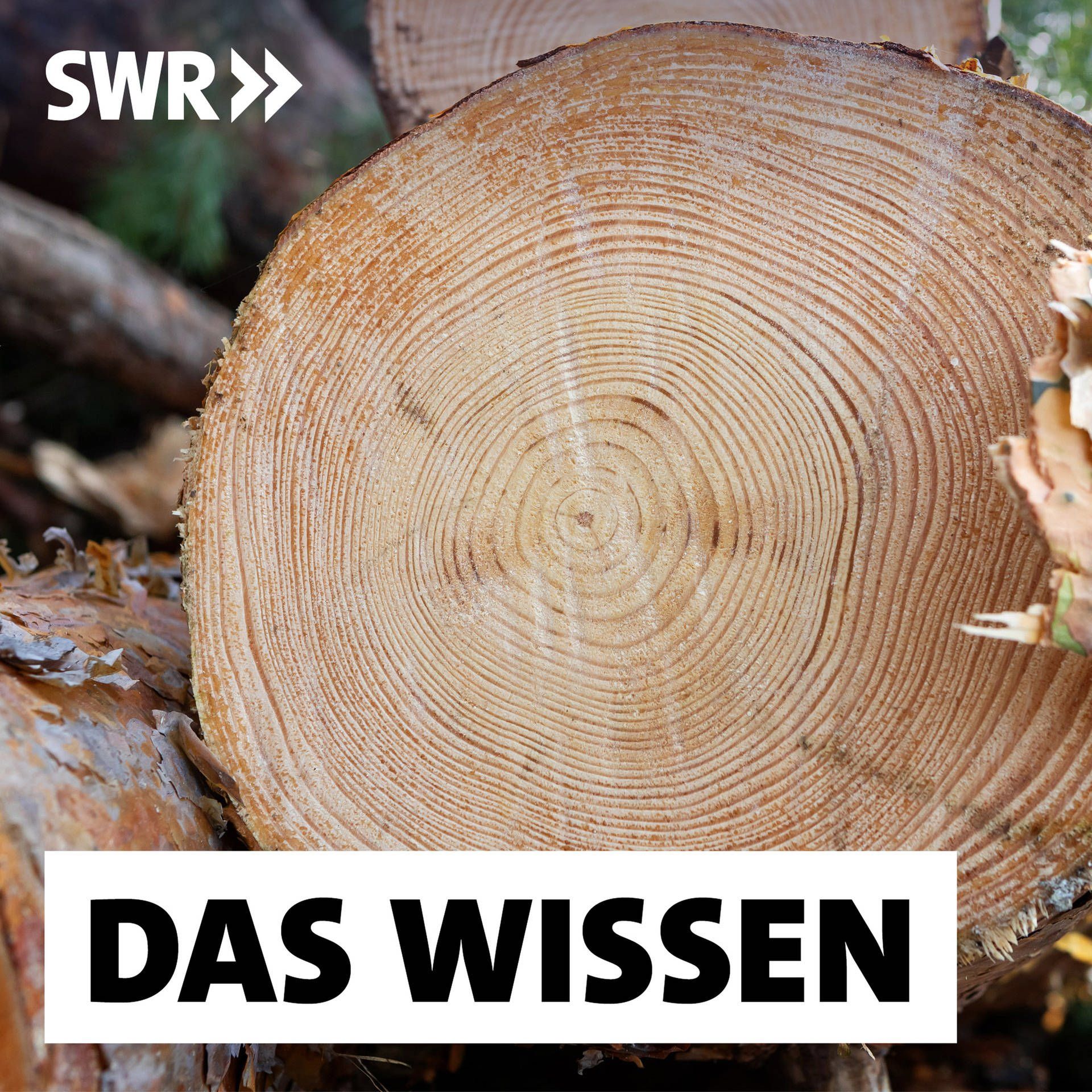 Baumringforschung bestätigt Klimamodelle