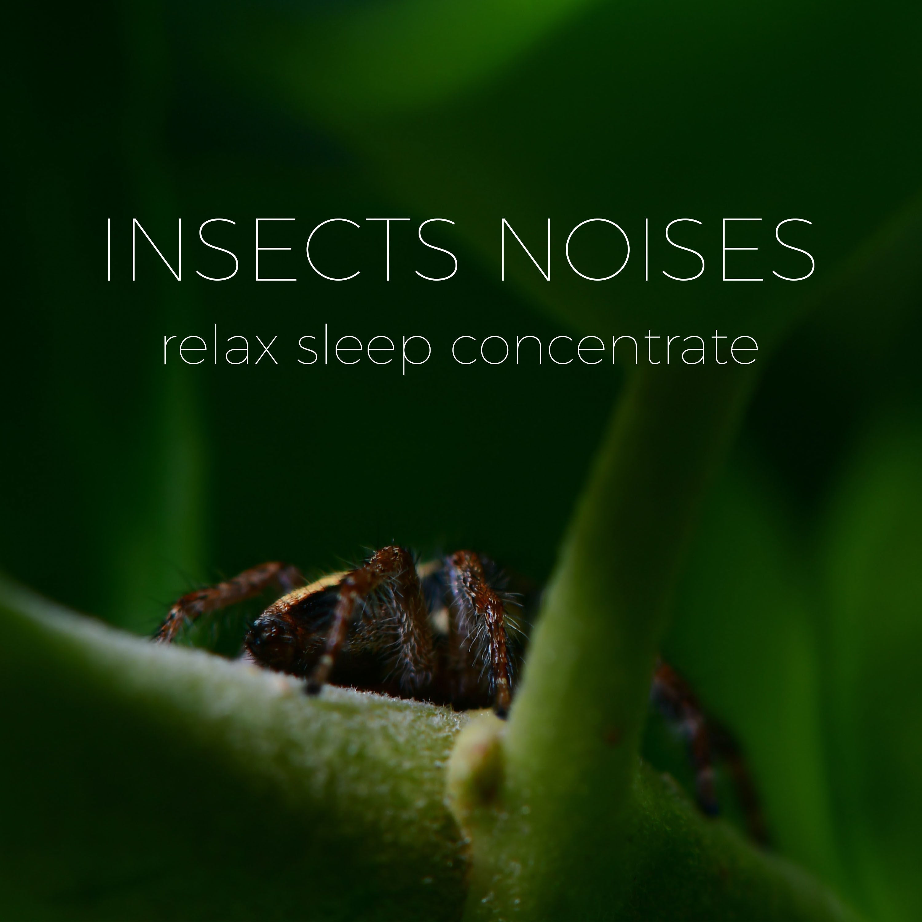 Wild Insects Noise | Noises for better sleep, relaxing, focus time & baby soothe