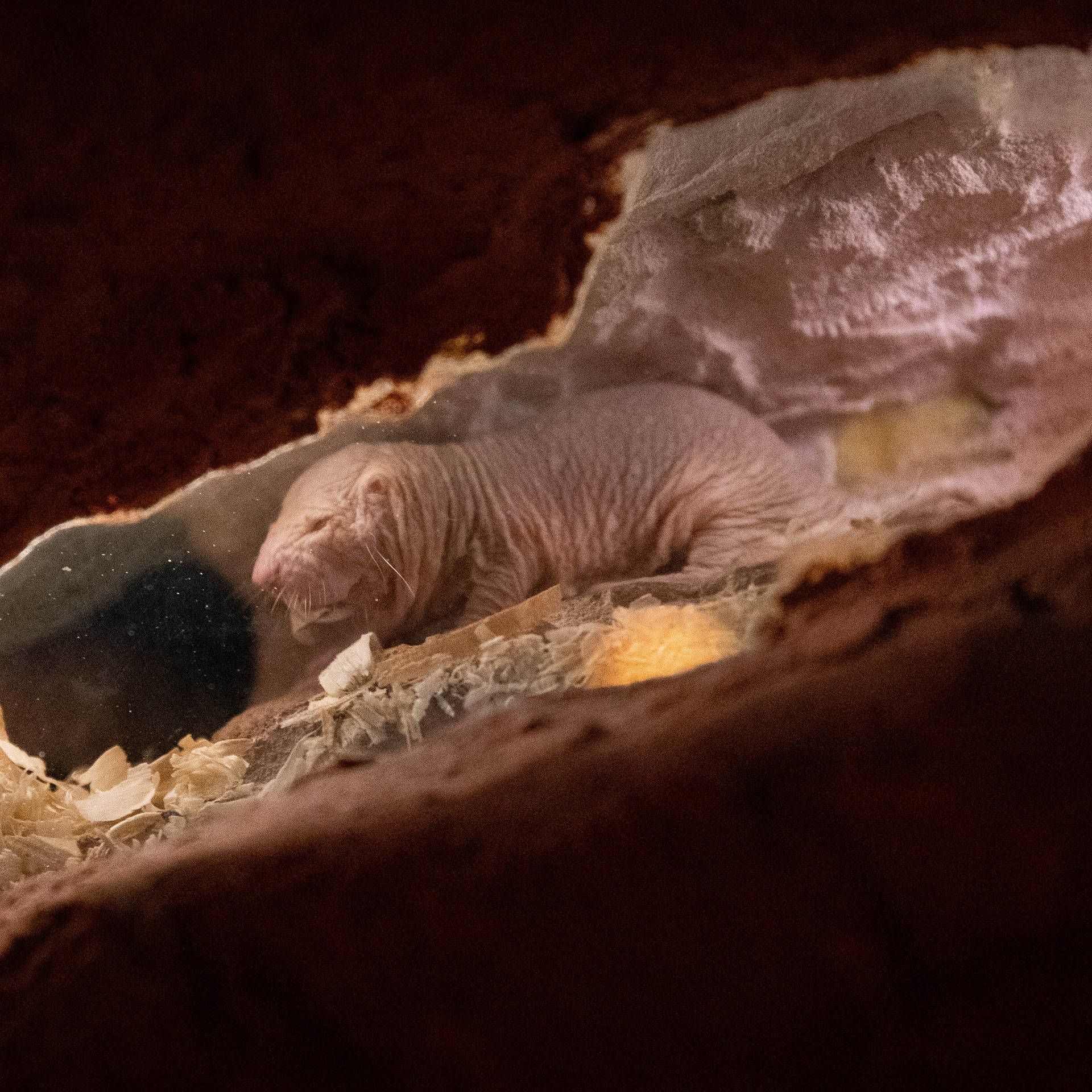 Tierische Tunnelbauer – Was Nacktmull und Hamster unter Tage treiben
