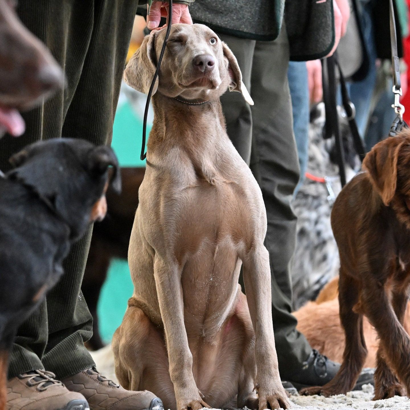 Kienzle und das Hundewissen