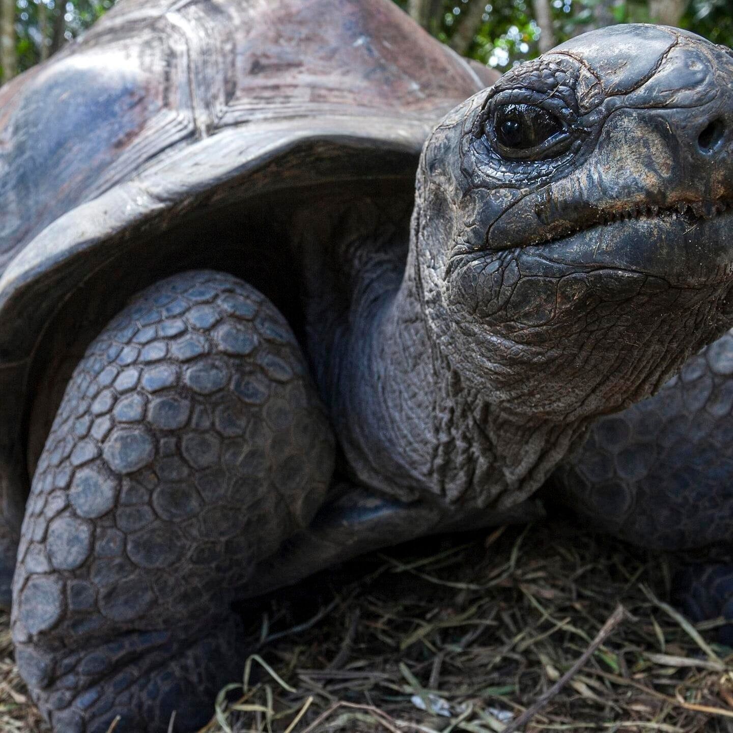 Die Tierdocs: Schildkröte ist aufgedreht
