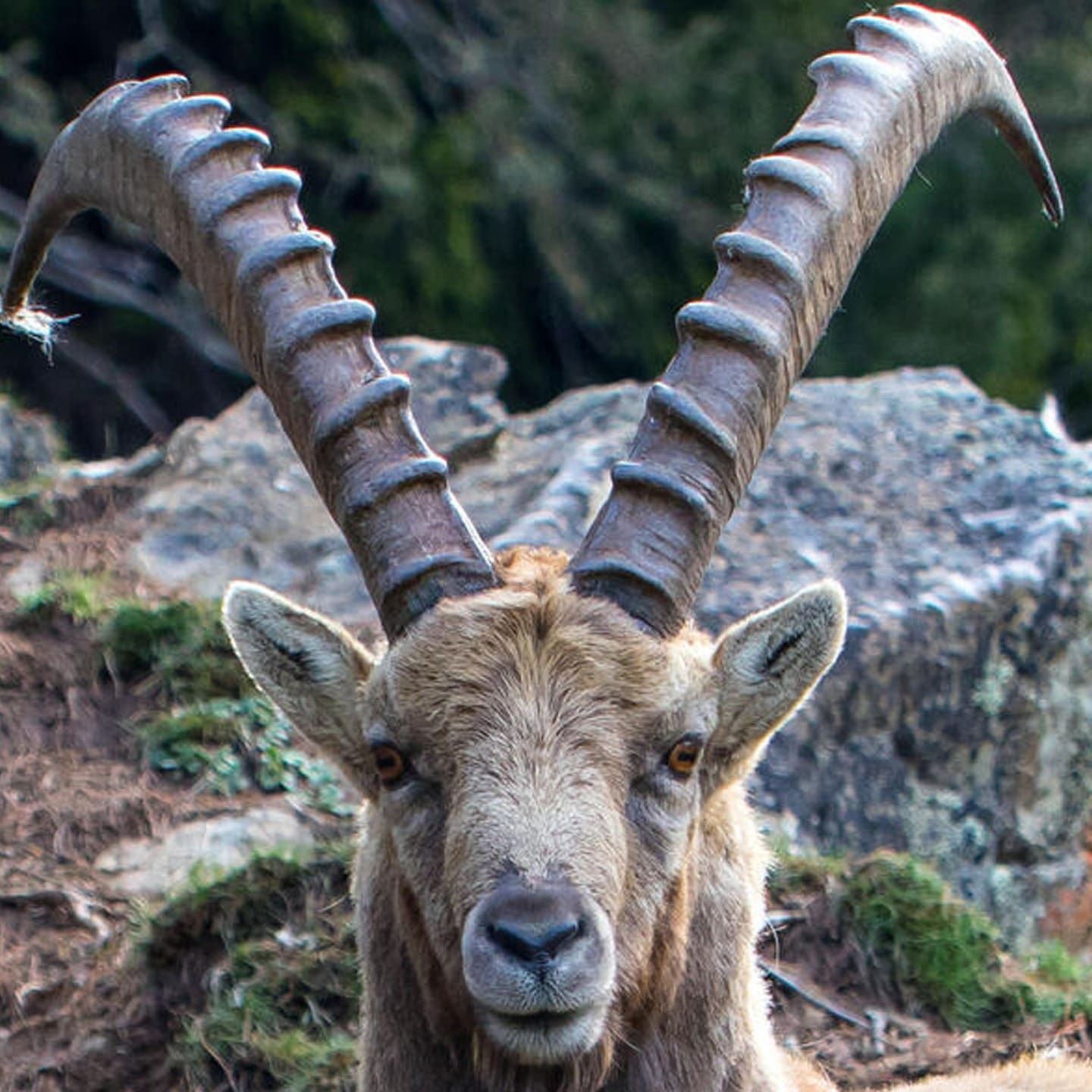 Die Tierdocs: Steinbock hat keinen Bock