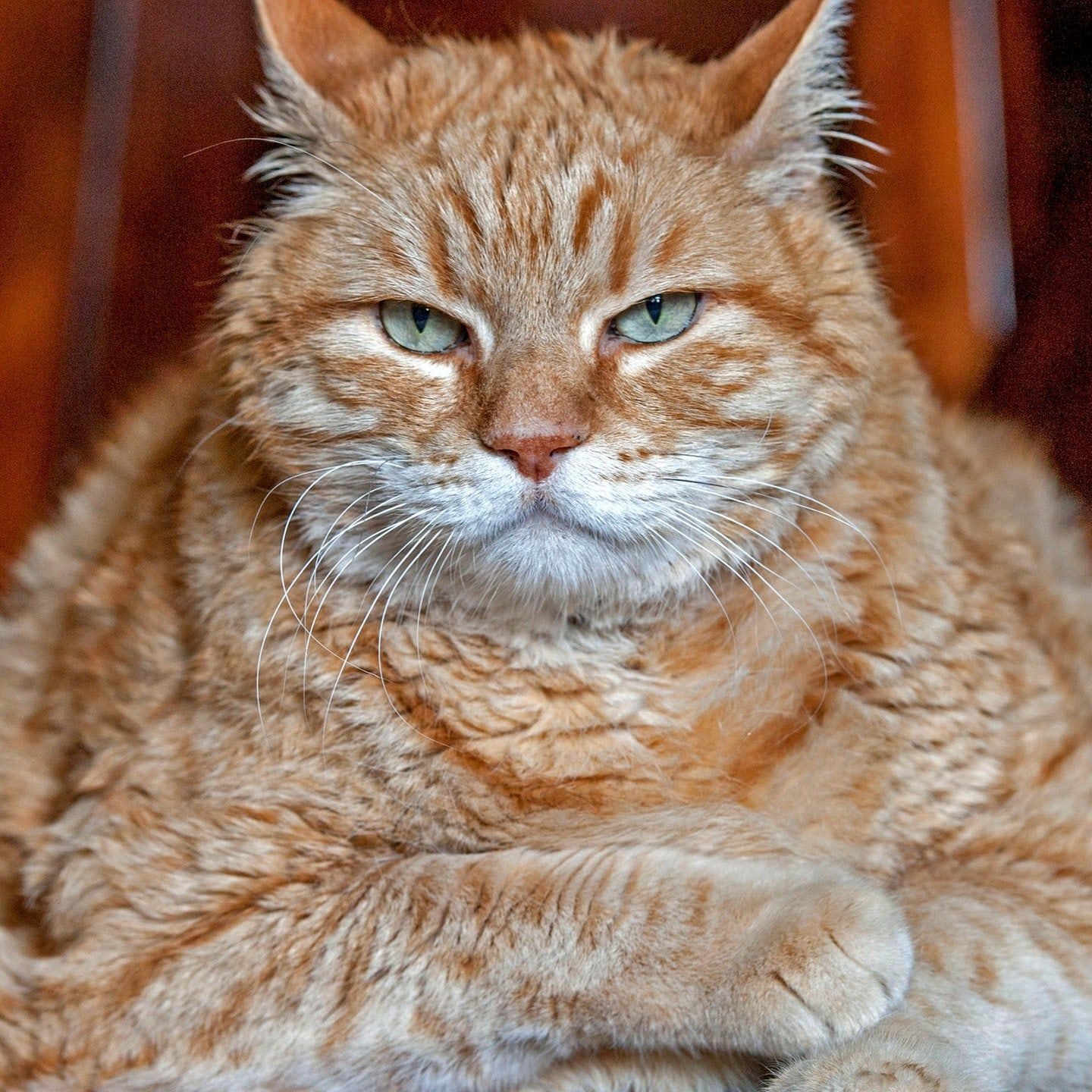 Die Tierdocs: Dicker Kater