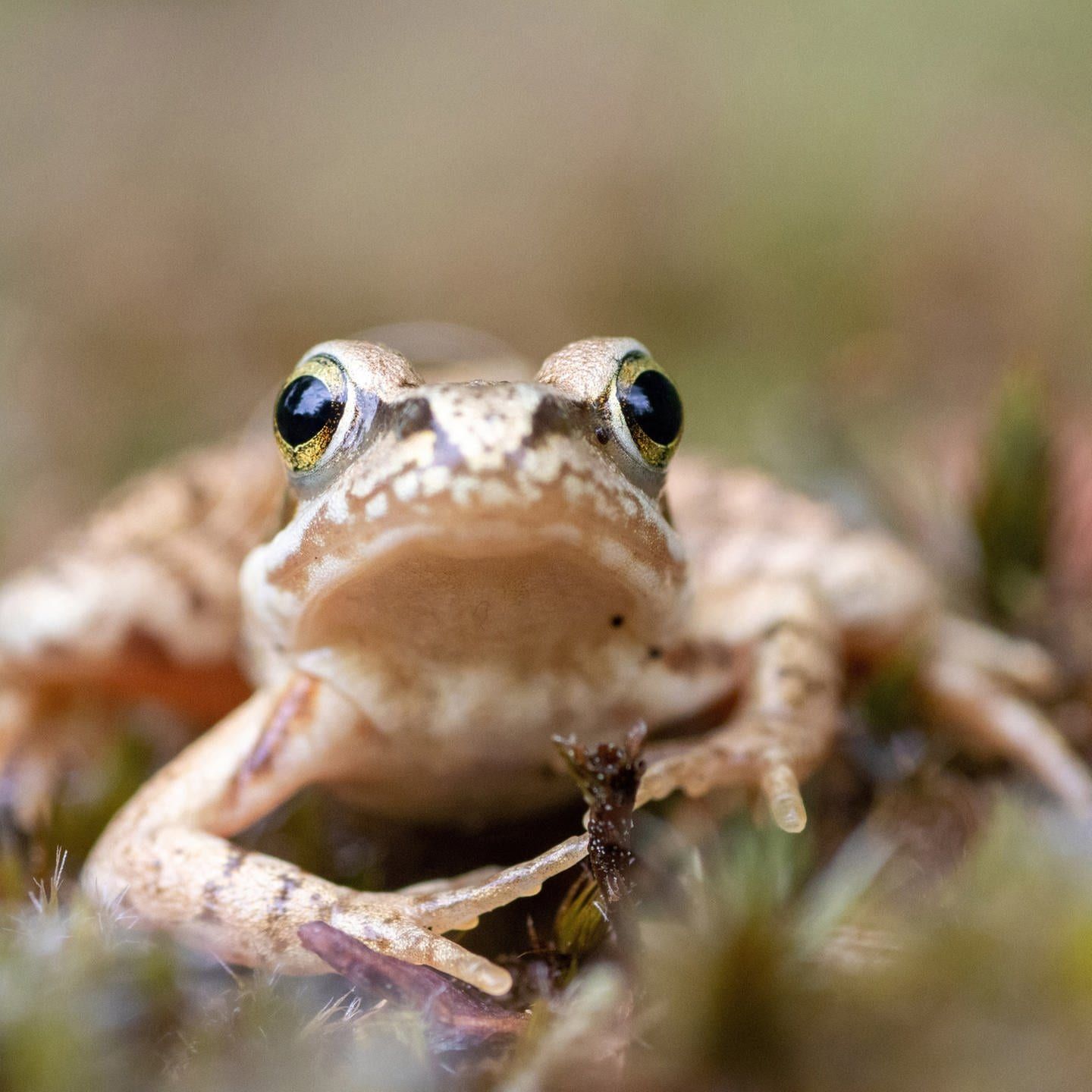 Die Tierdocs: Grasfrosch legt sich auf Augen