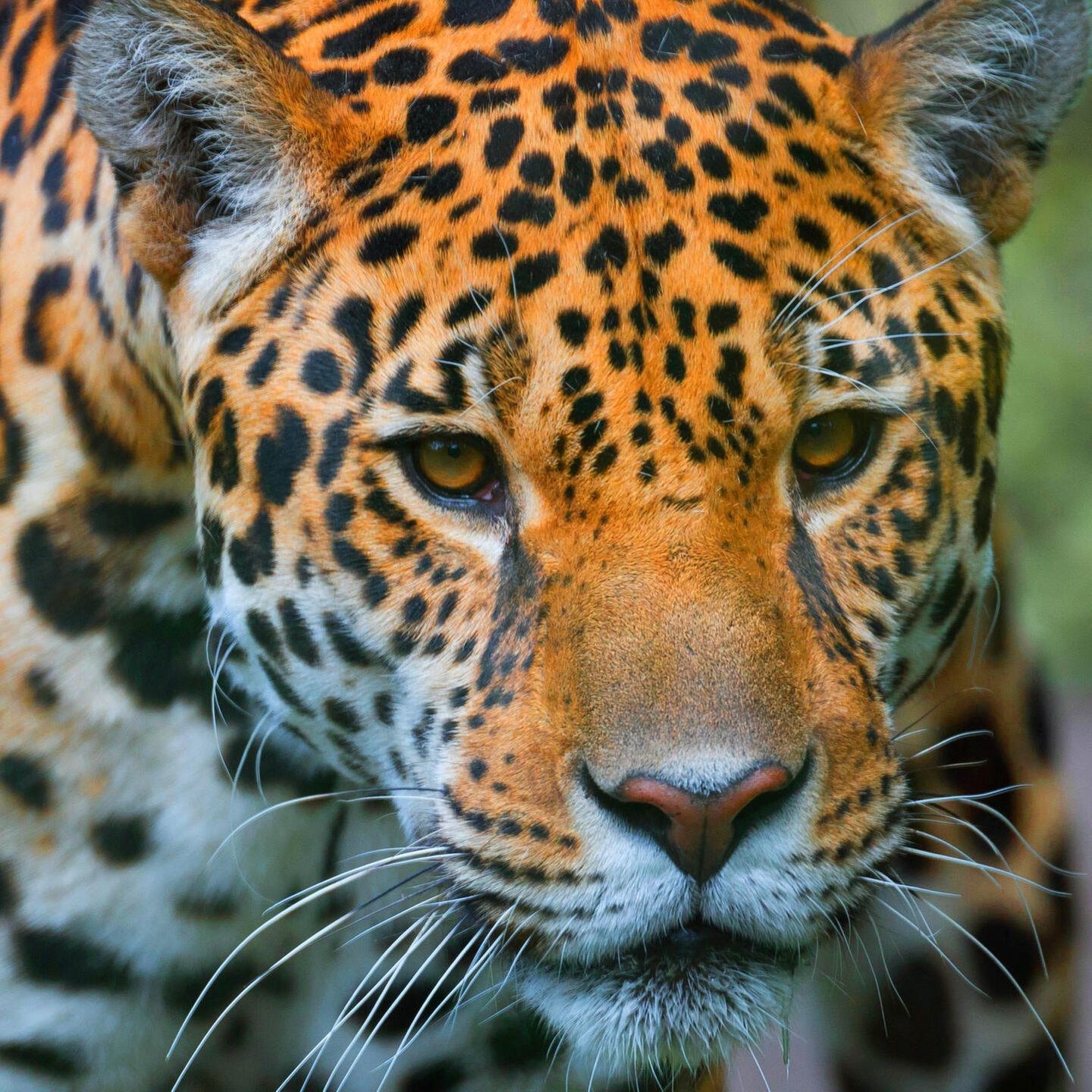 Die Tierdocs: Leopard riecht komisch