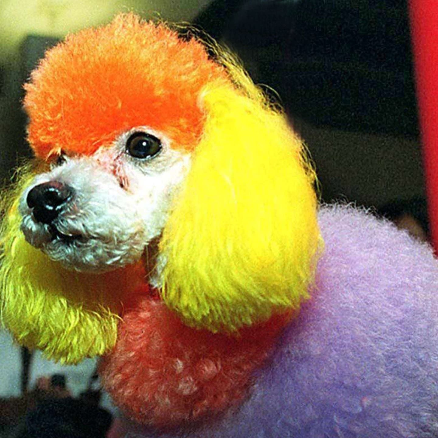 Die Tierdocs: Bunter Hund wird überall erkannt
