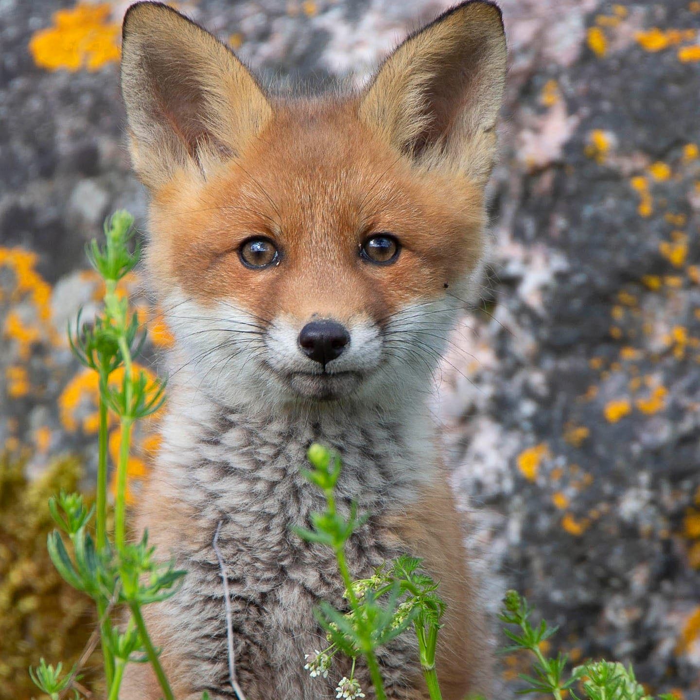 Die Tierdocs: Fuchs ist still