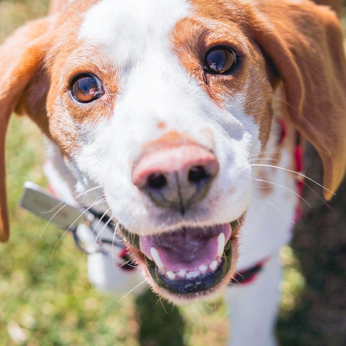 Die Tierdocs: Beagle frisst Spülschwämme