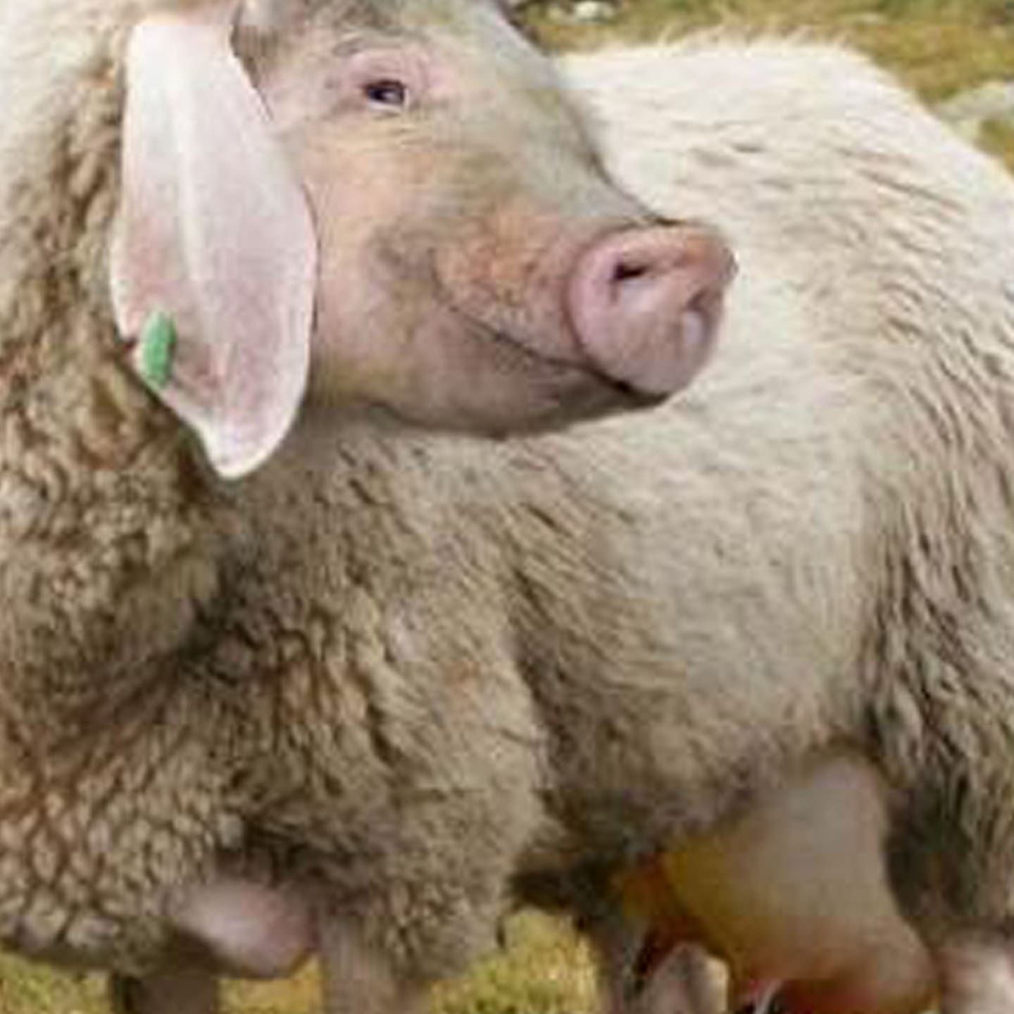 Die Tierdocs: Eierlegende Wollmilchsau