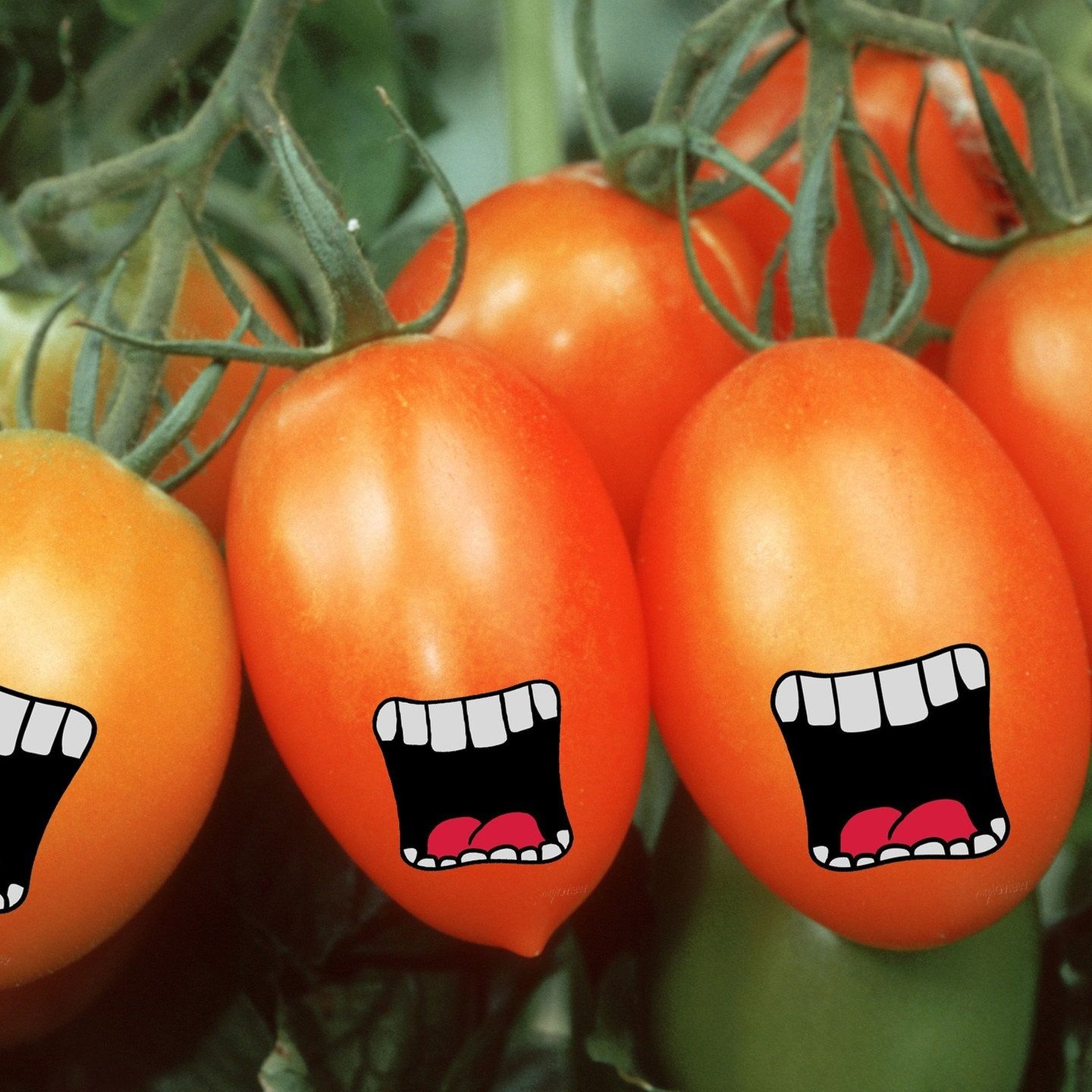 Tomaten auf die Ohren