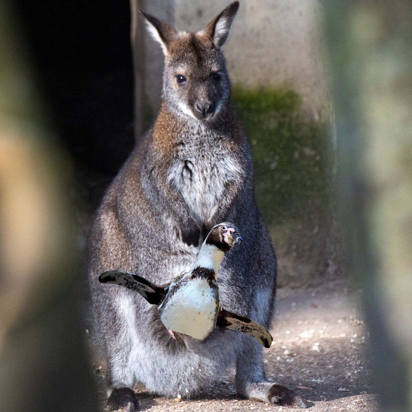 Die Tierdocs: Känguru mit Pinguin