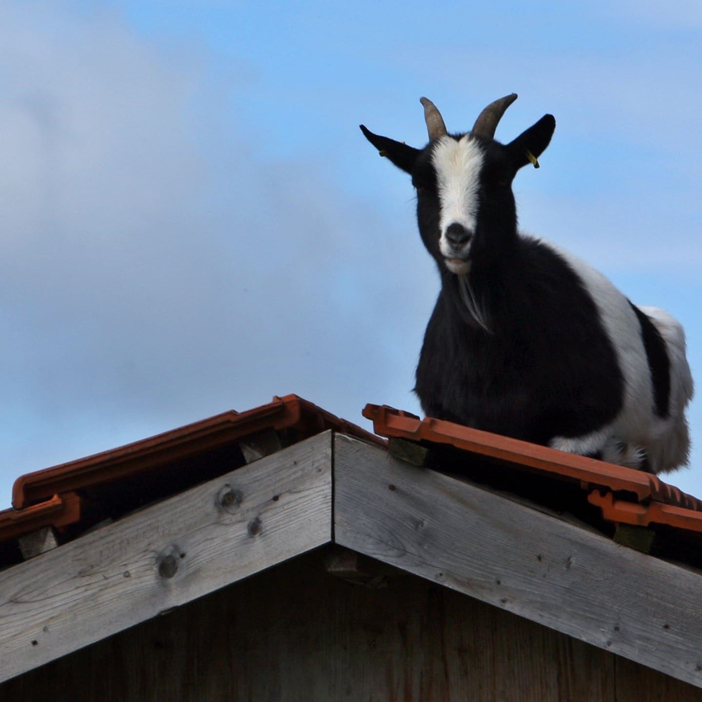 Die Tierdocs: Ziege geht aufs Haus