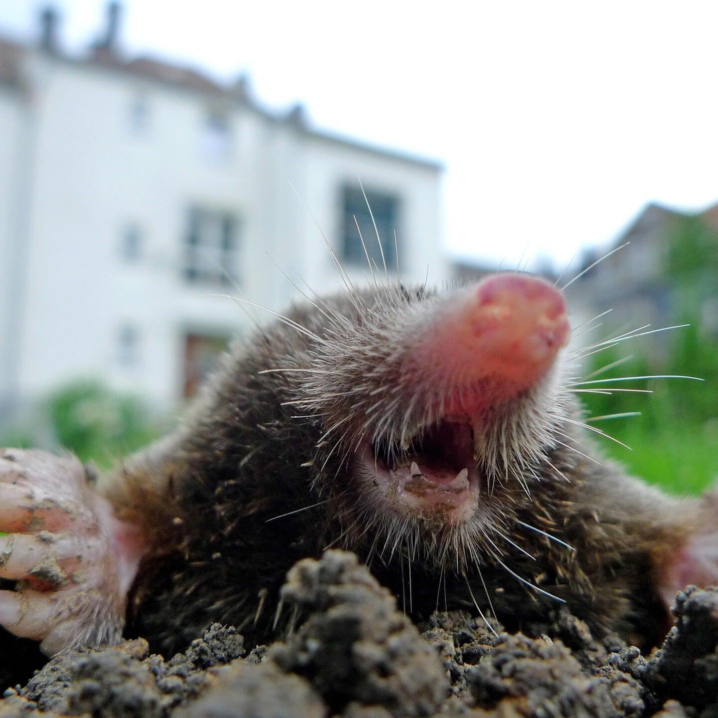 Die Tierdocs: Maulwurf ist aufgeregt