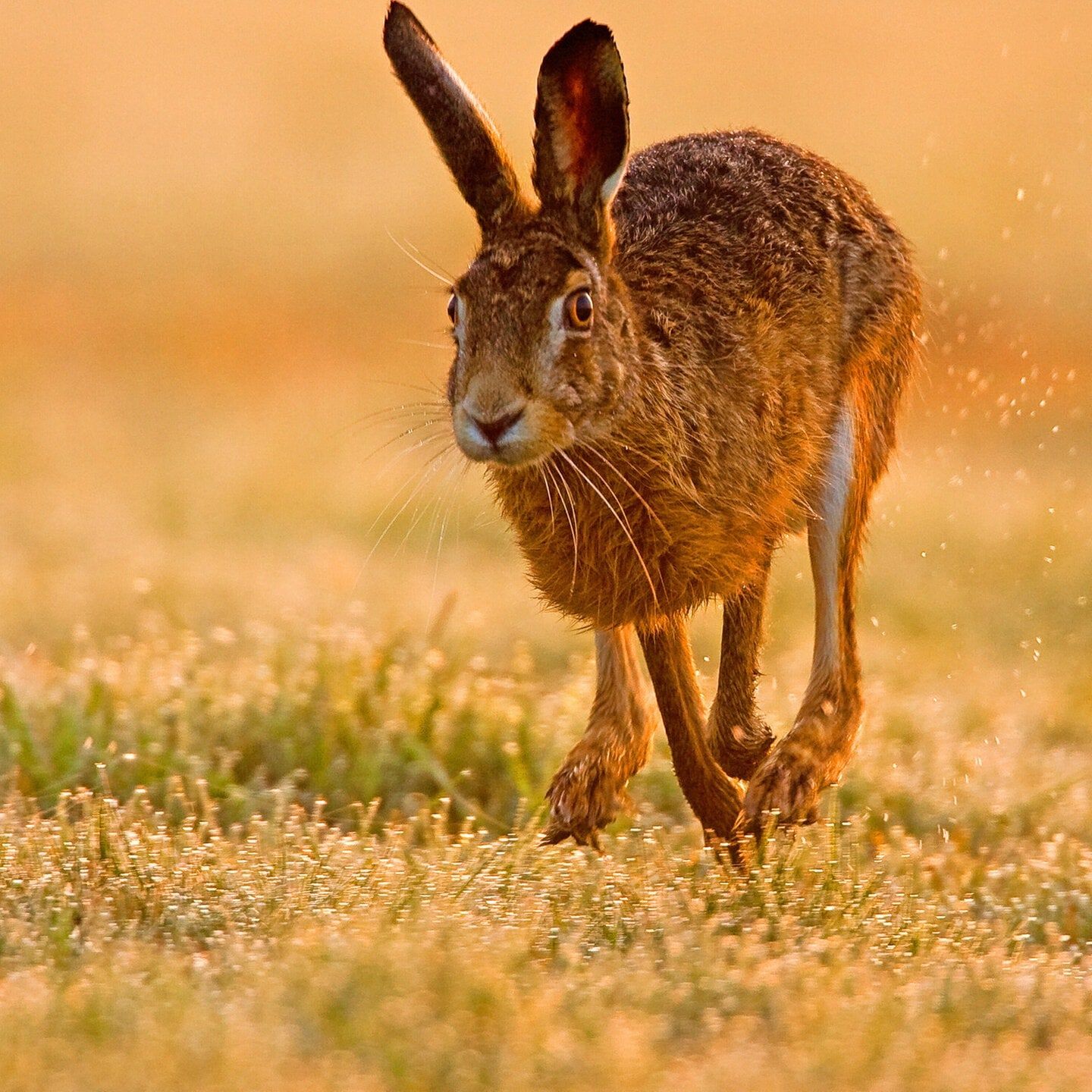 Die Tierdocs: Hase kippt ständig um