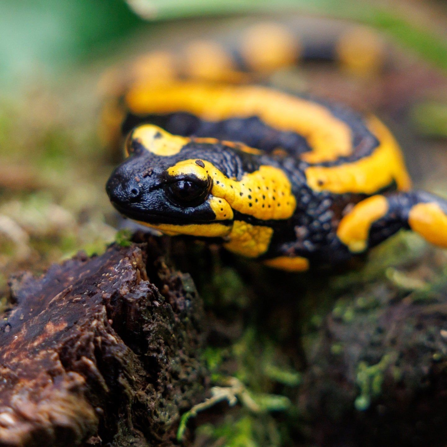 Die Tierdocs: Salamander