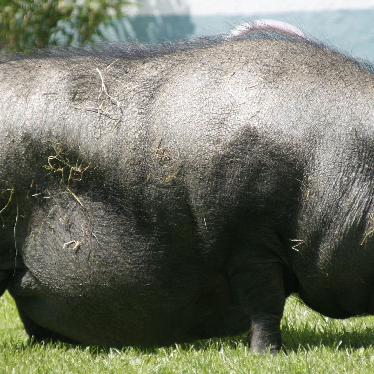 Die Tierdocs: Hängebauchschwein ist zu dick