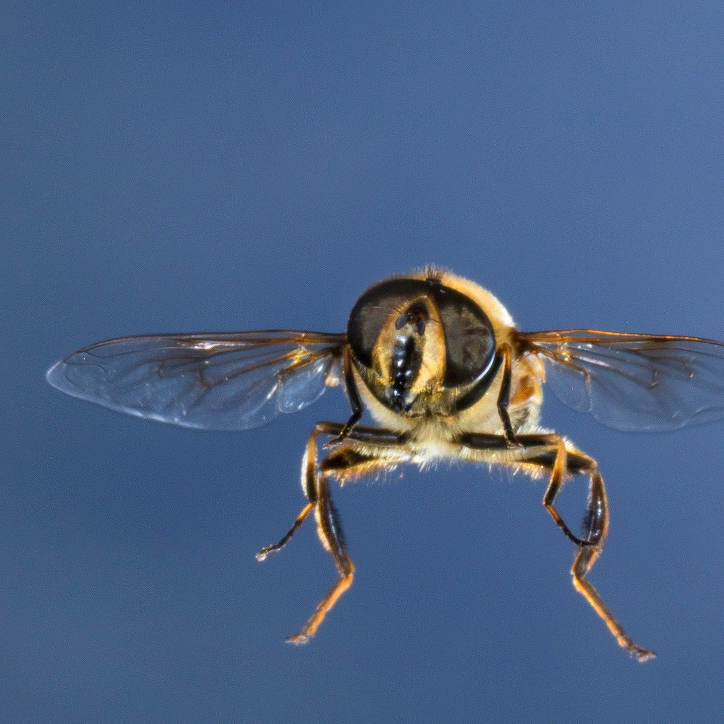 Die Tierdocs: Biene macht Fettflecken