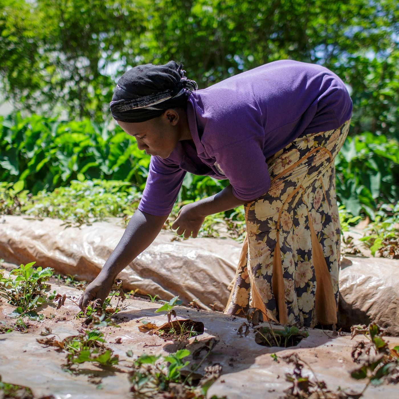 Die Erntemacher - Wie die Ernährung in Afrika gesichert werden kann