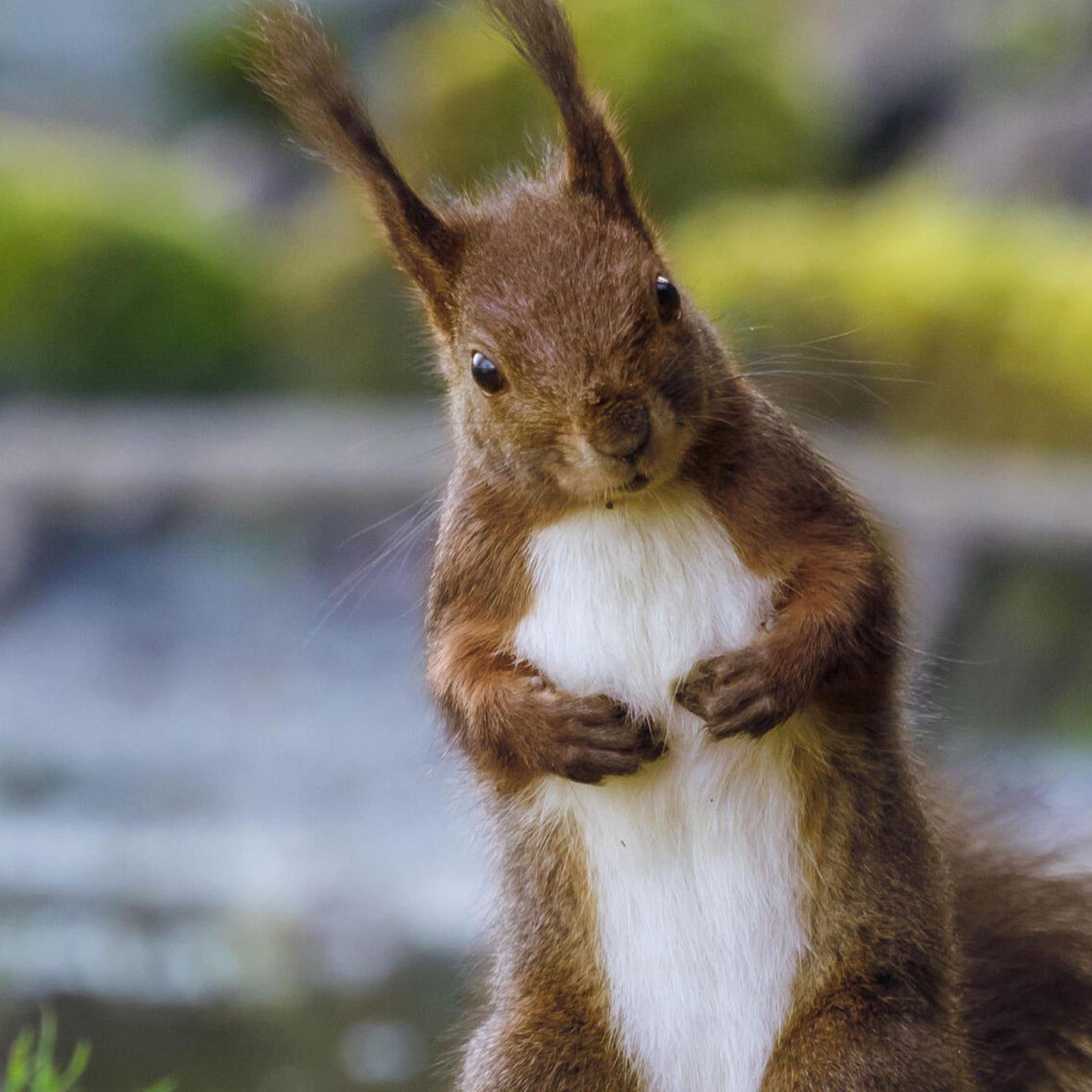 Die Tierdocs: Eichhörnchen mit Allergie