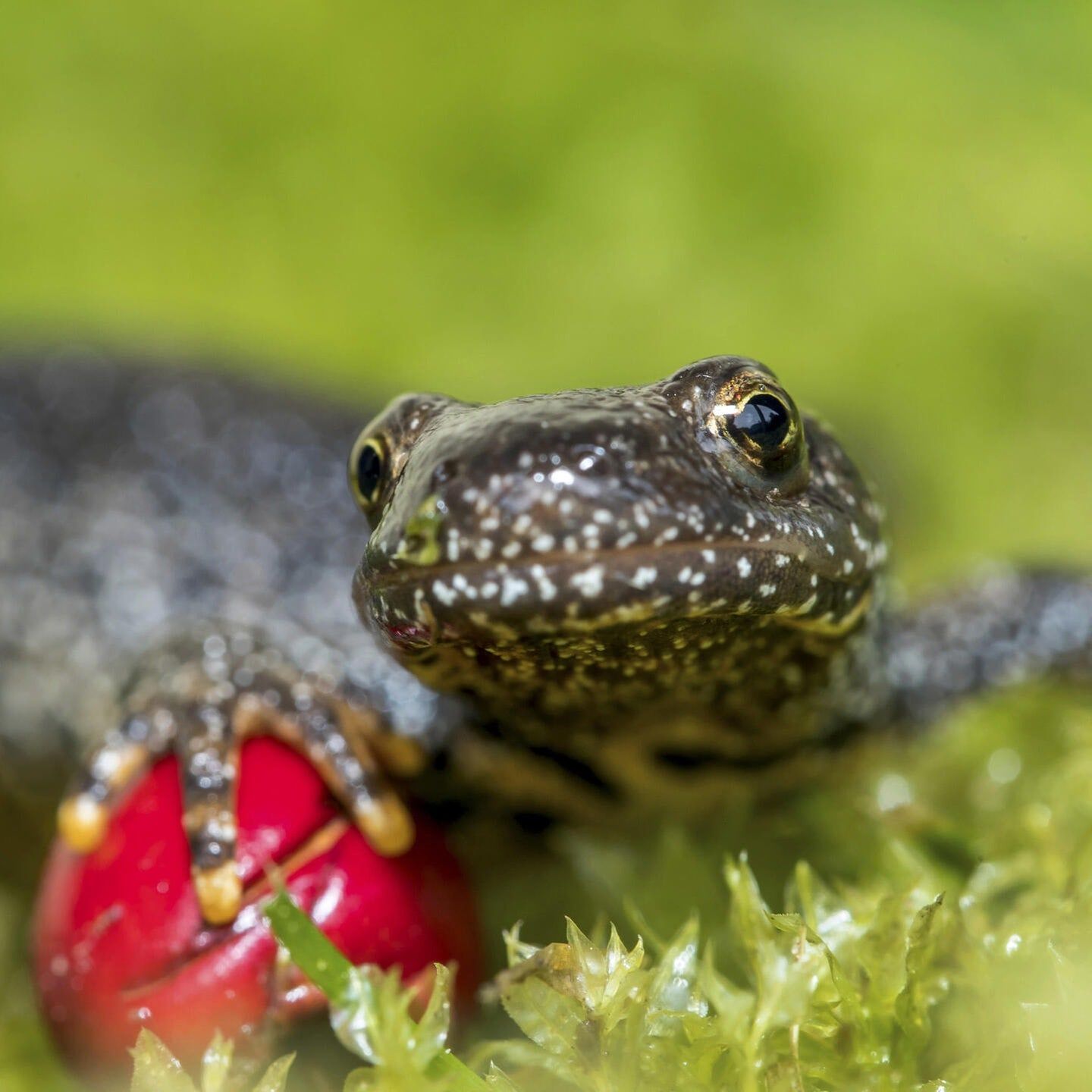 Die Tierdocs: Molch verhält sich seltsam