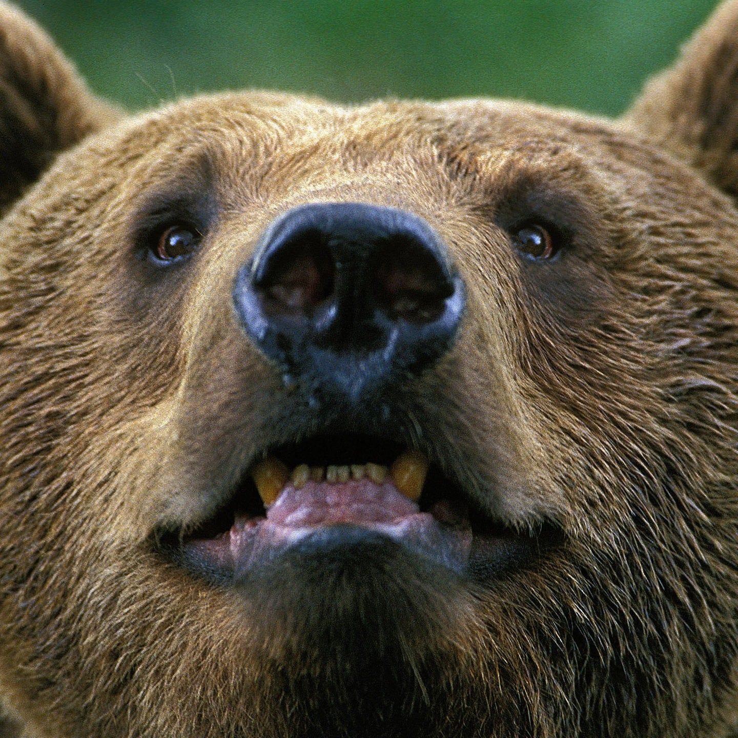 Die Tierdocs: Braunbär frisst nichts mehr